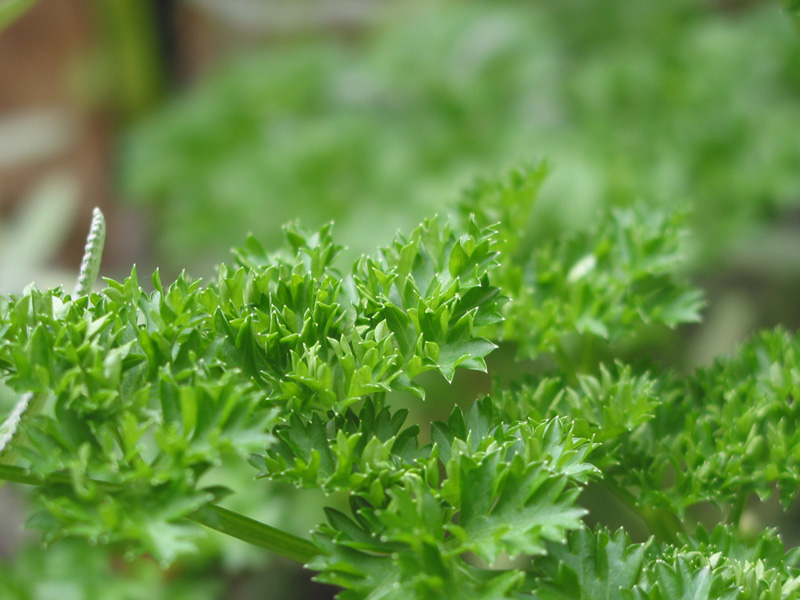 Herbs1