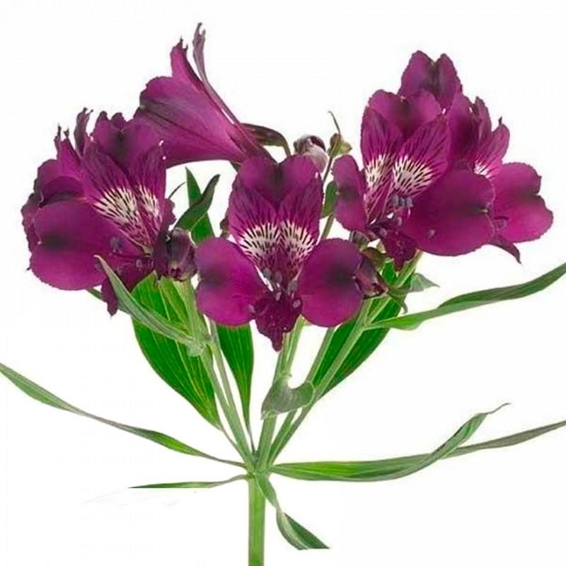 Alstroemeria flowers