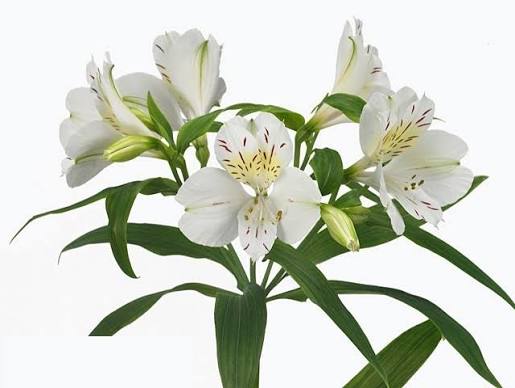 Alstroemeria flowers in bloom