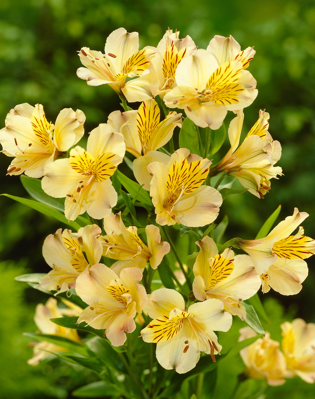 Freshly harvested Alstroemeria