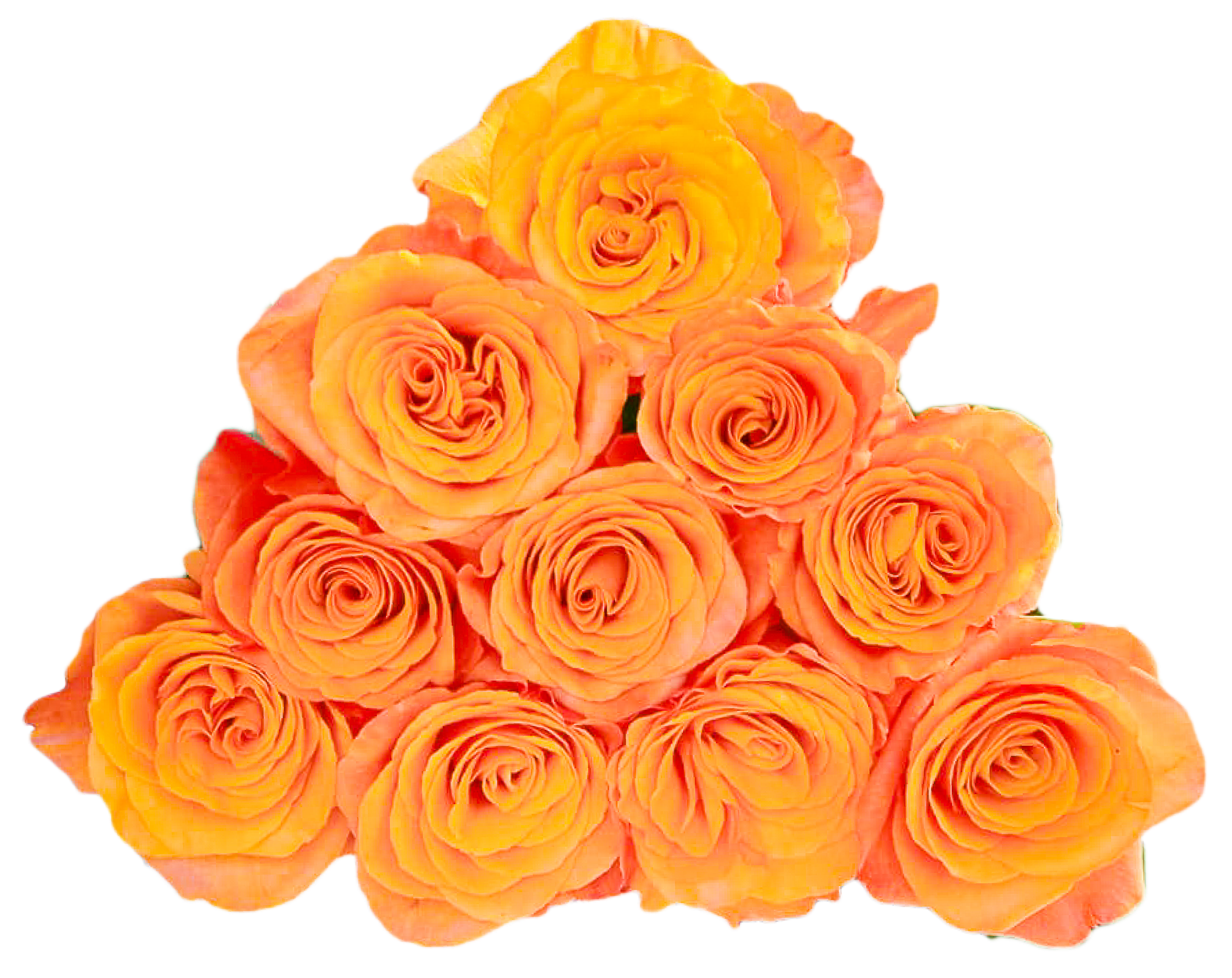 Rose 1