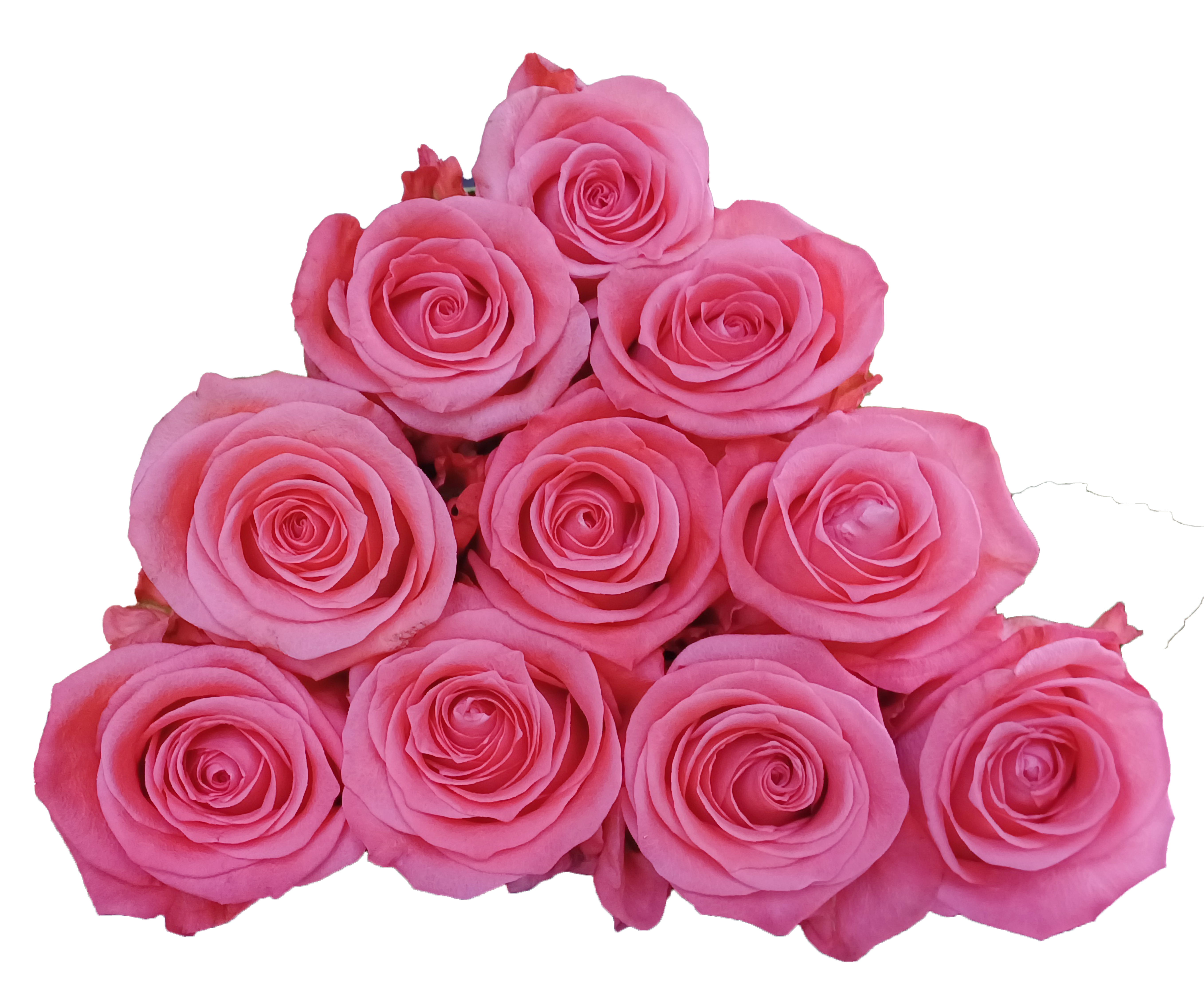 Rose 1