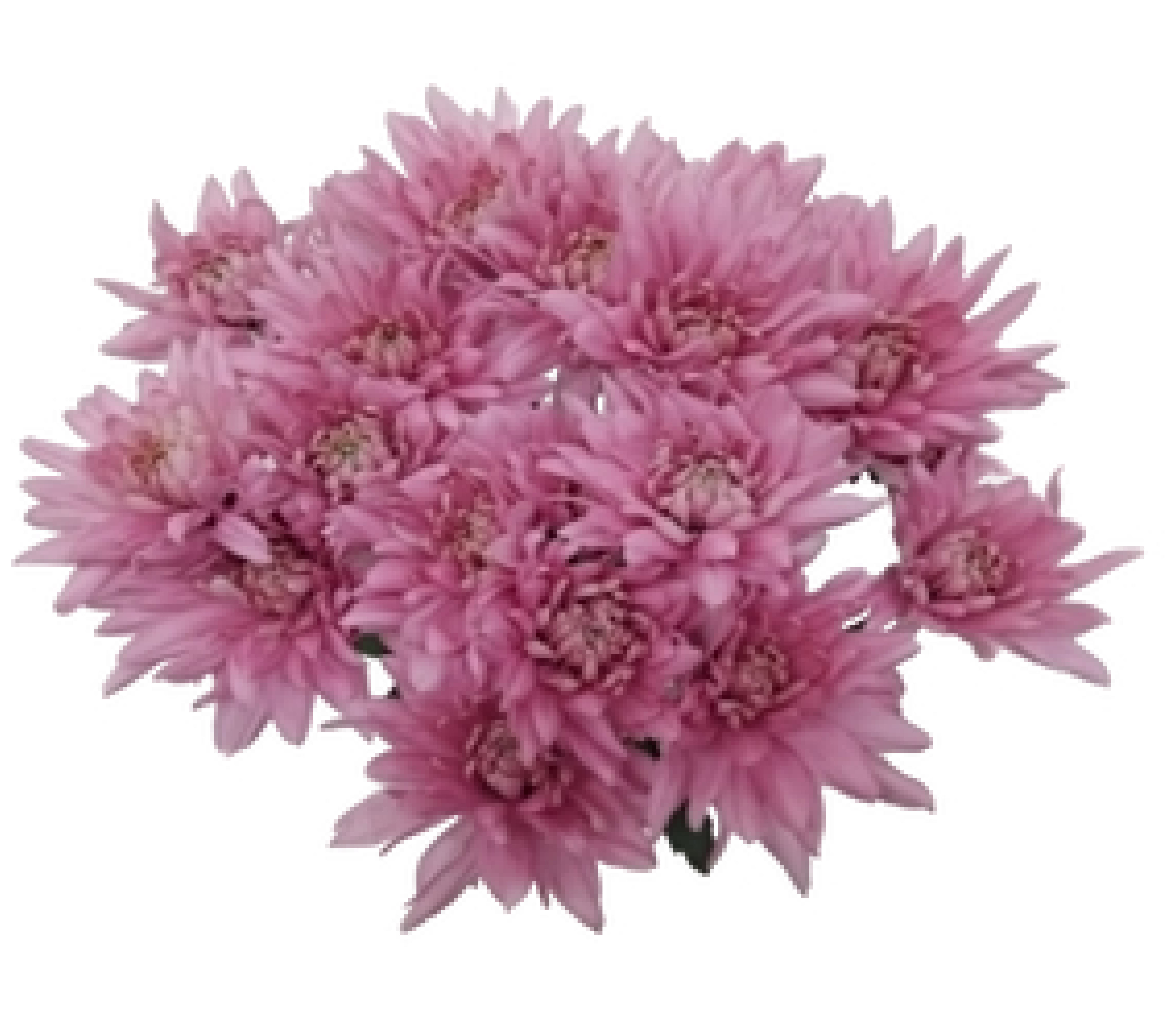 Bronze Daisy Mum