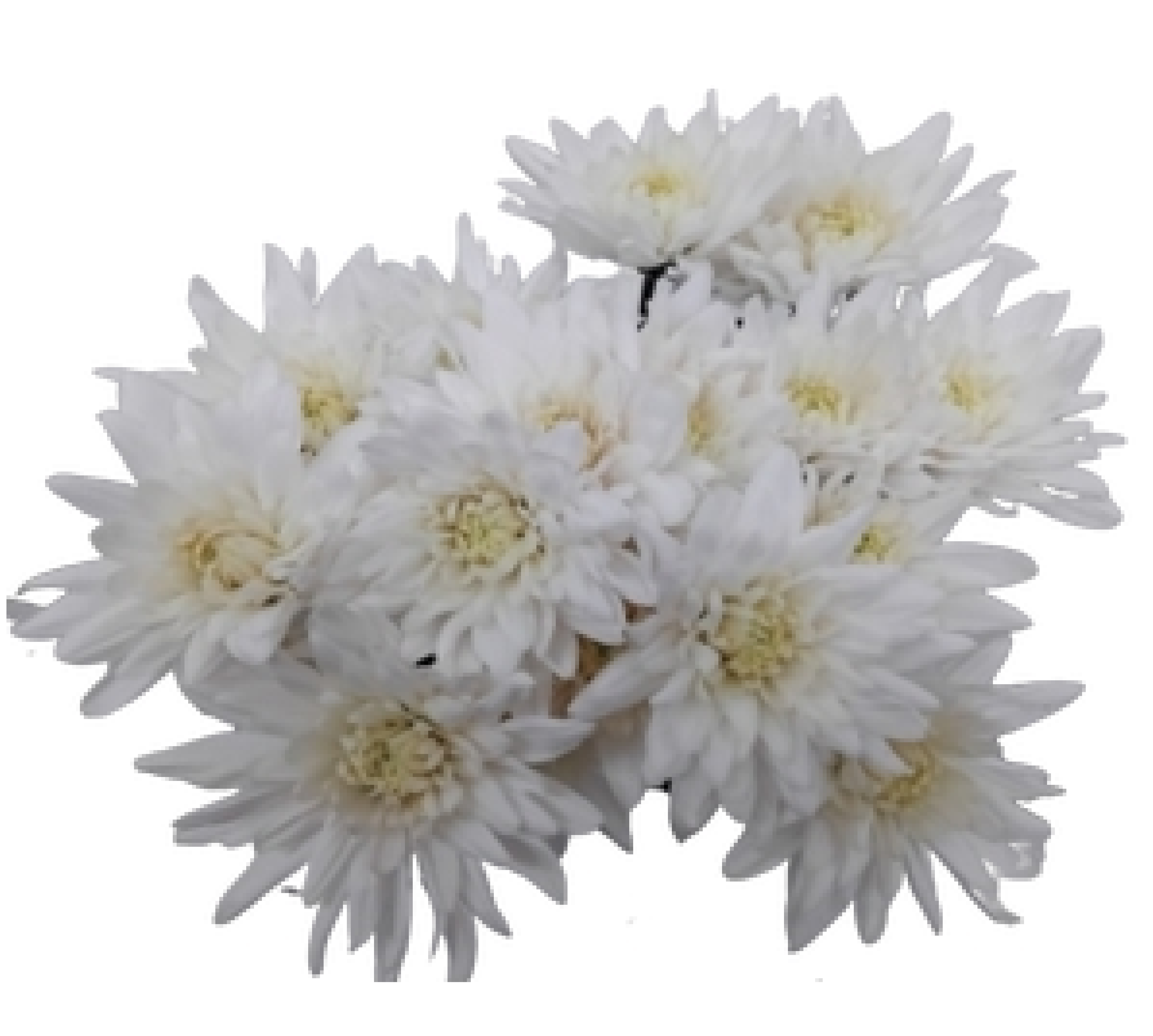 Lavender Cushion Mum