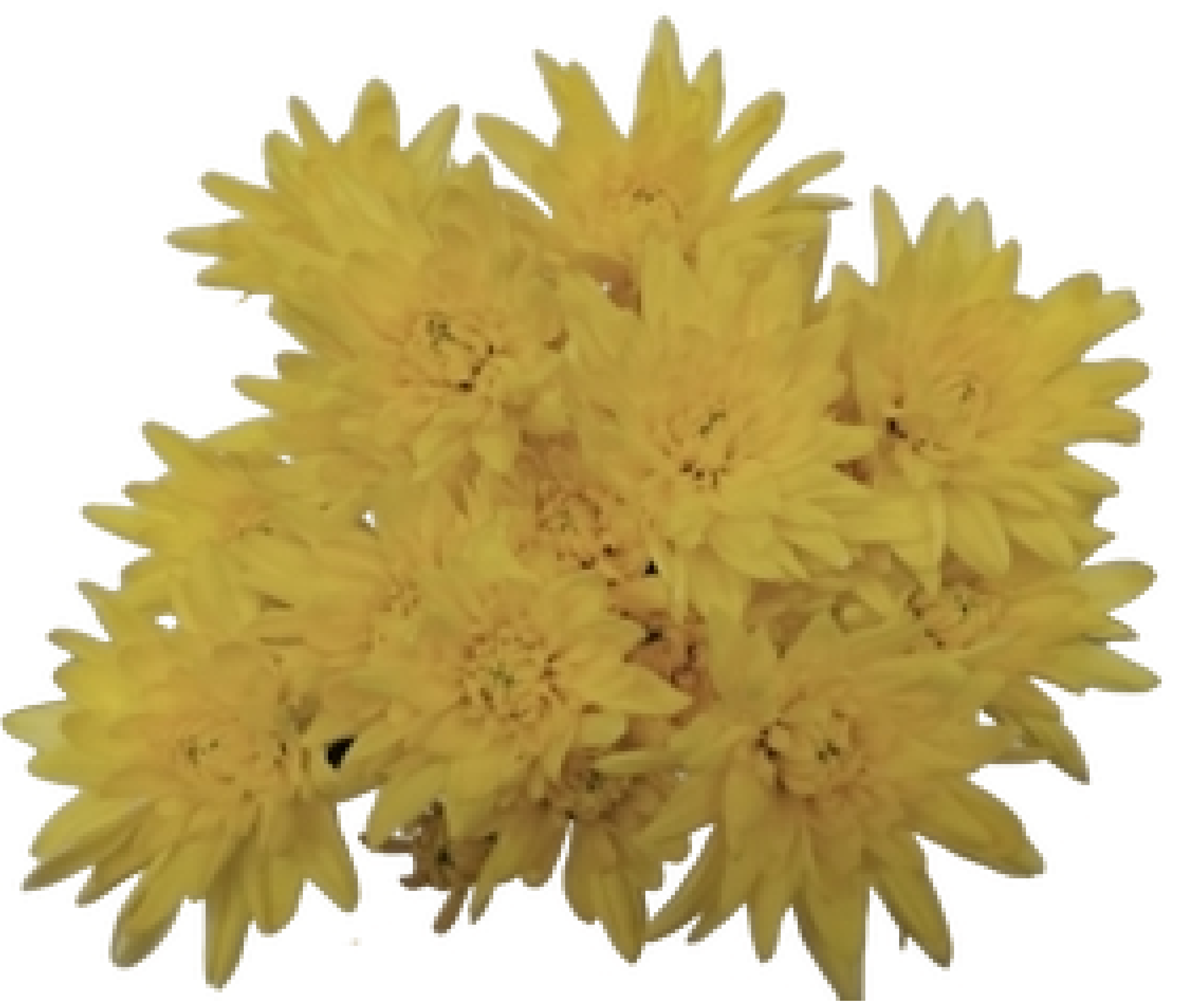 Red Anemone Mum