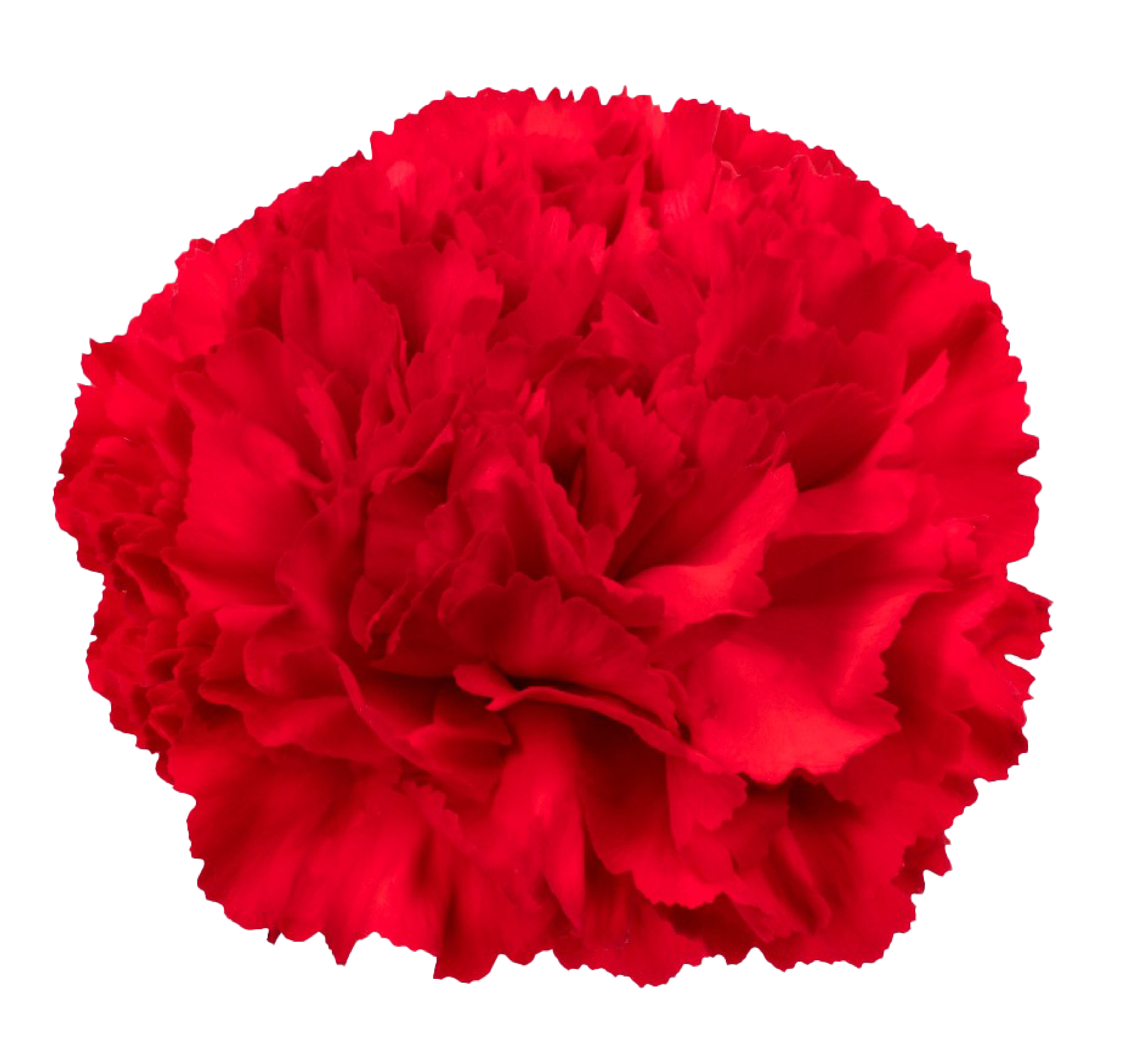 Red Carnation