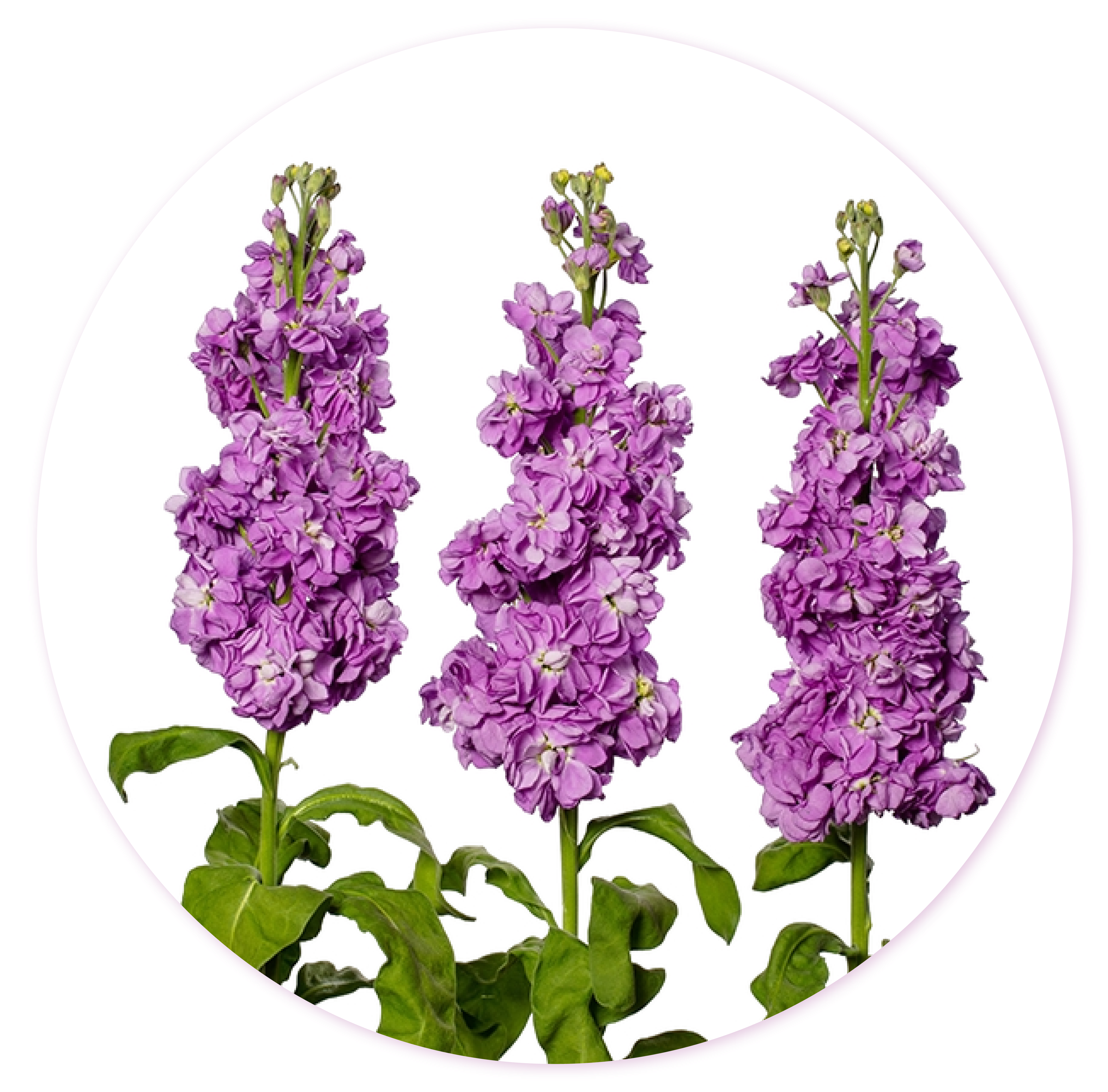 Lilac Mathiola