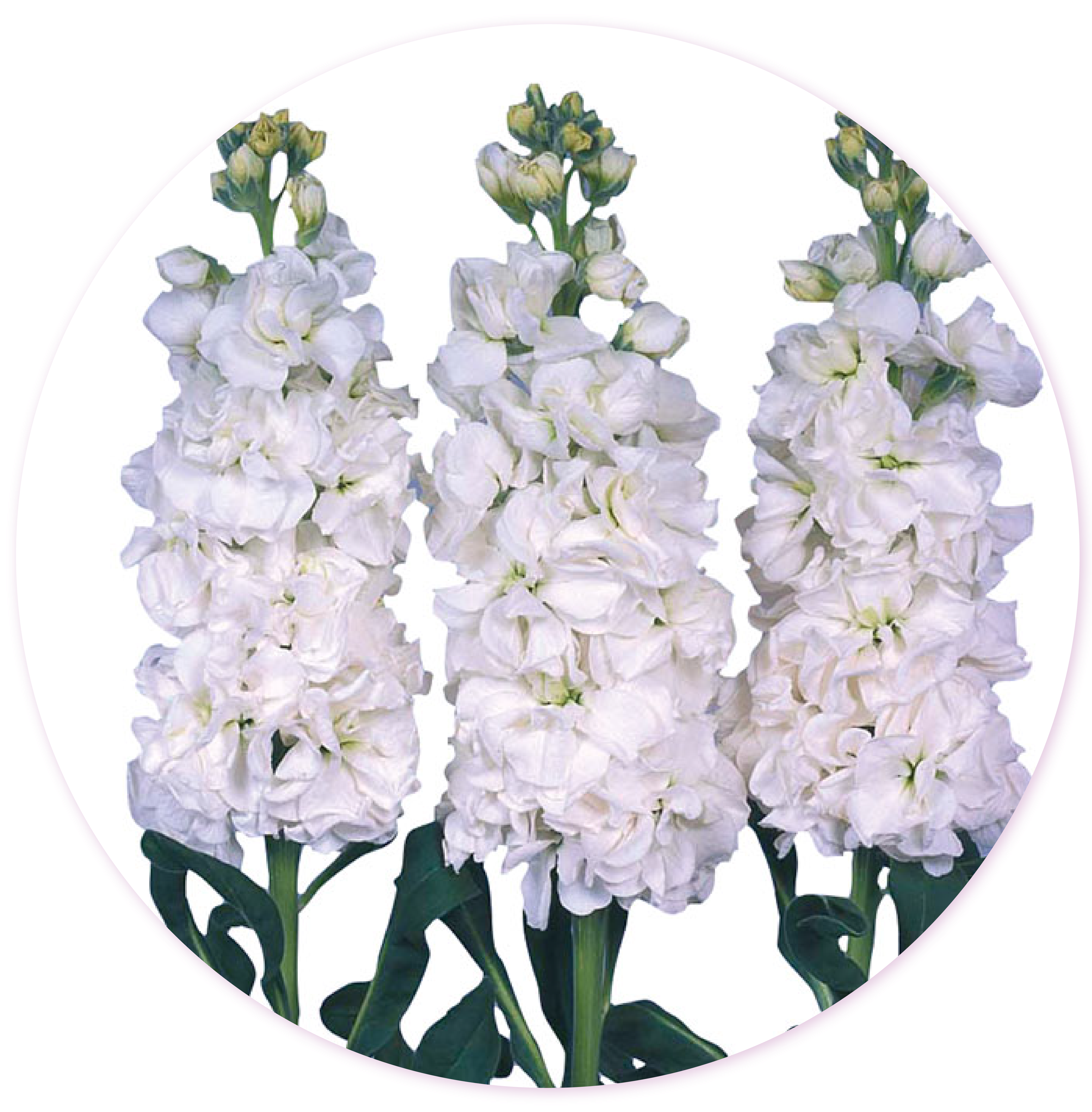 Lilac Mathiola