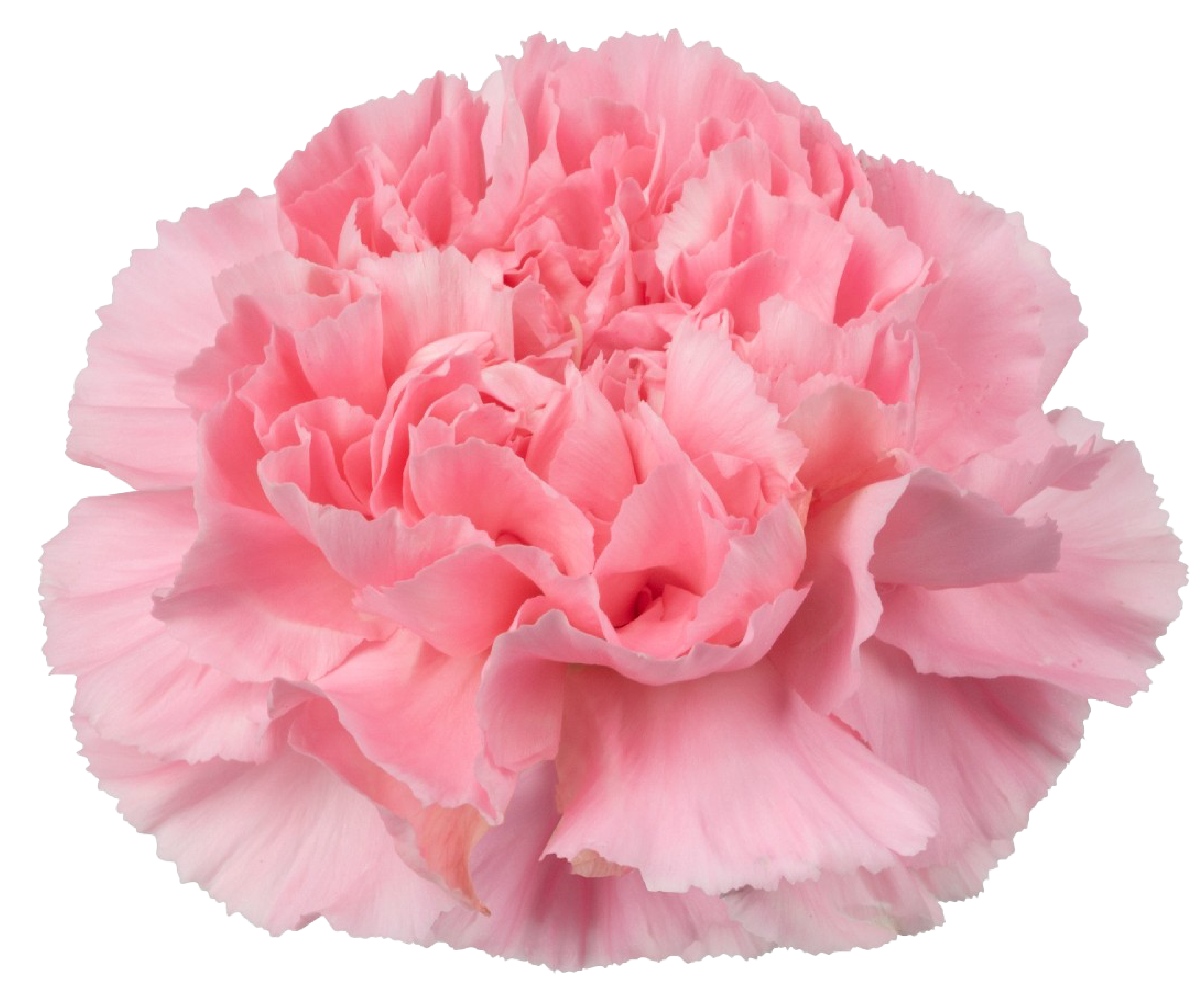 White Carnation