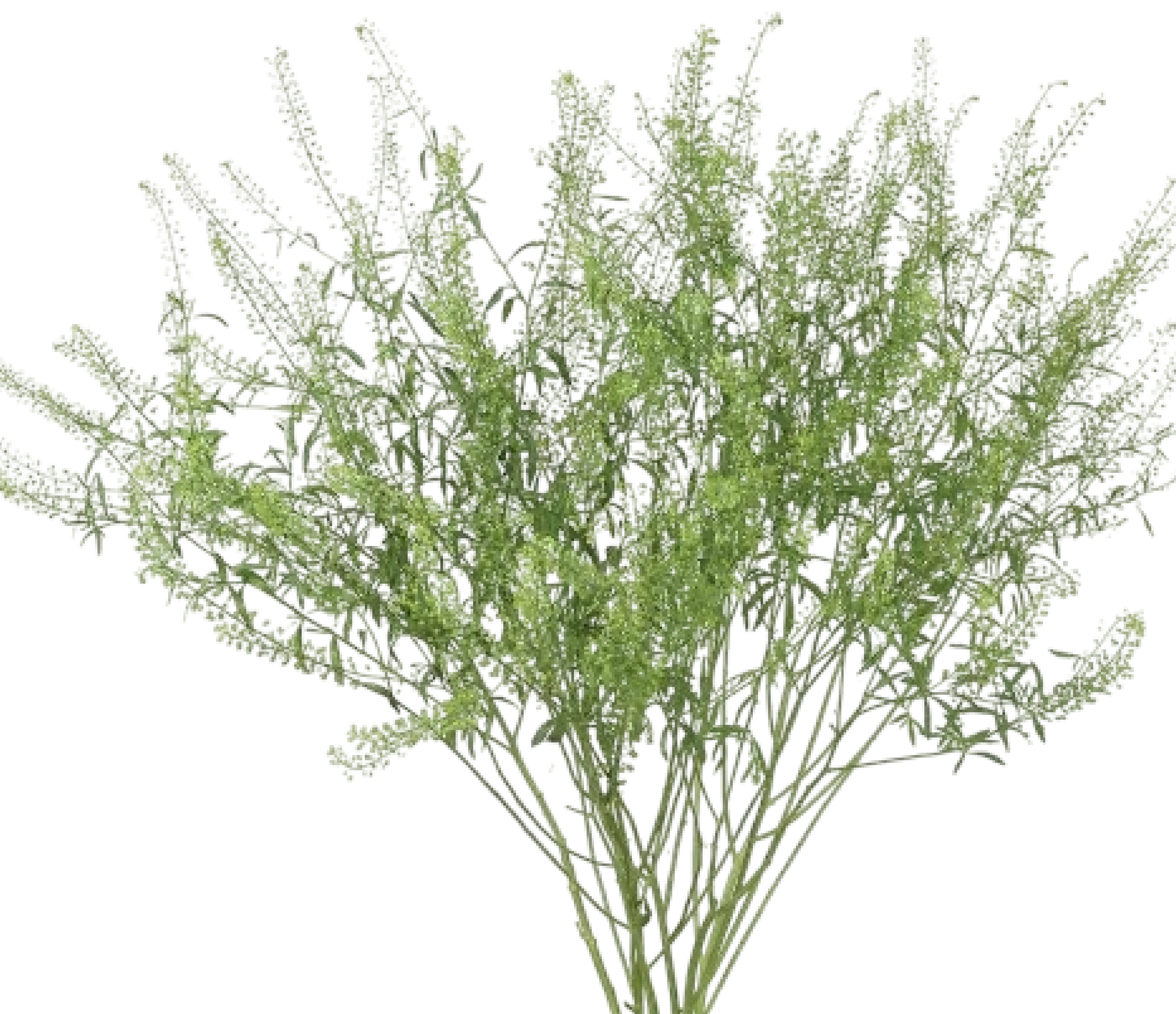Limonium
