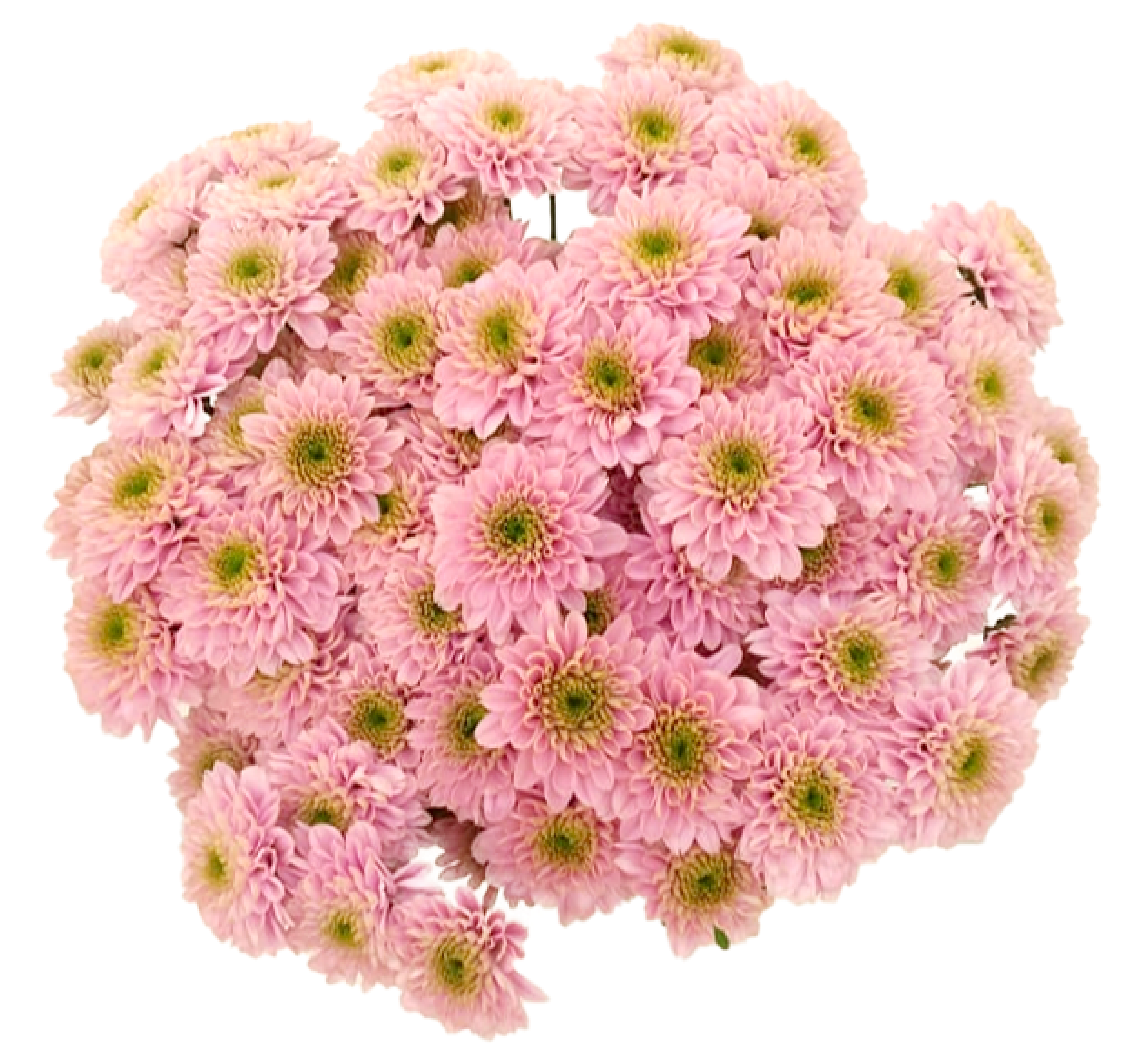 Red Anemone Mum