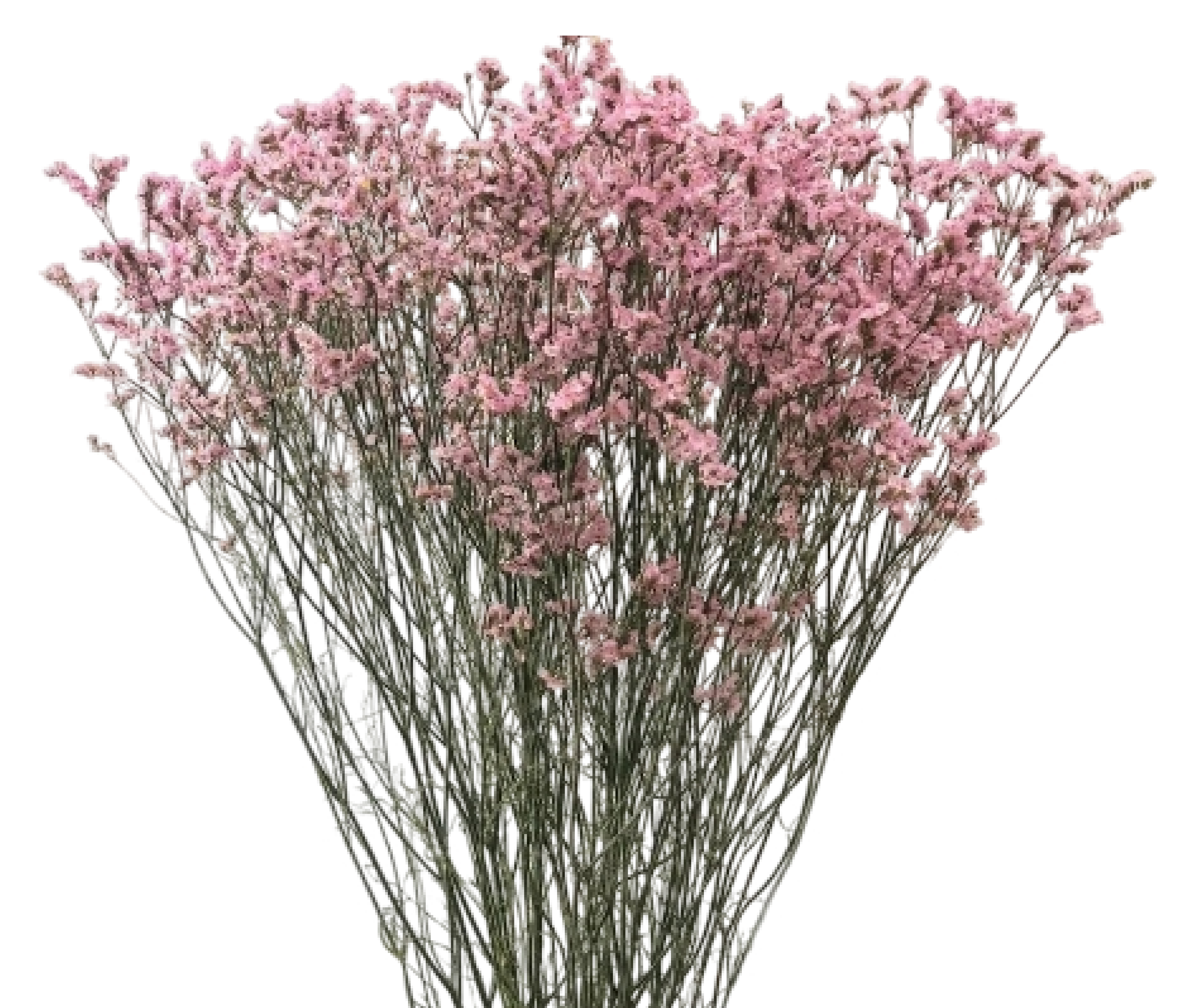 Solidago