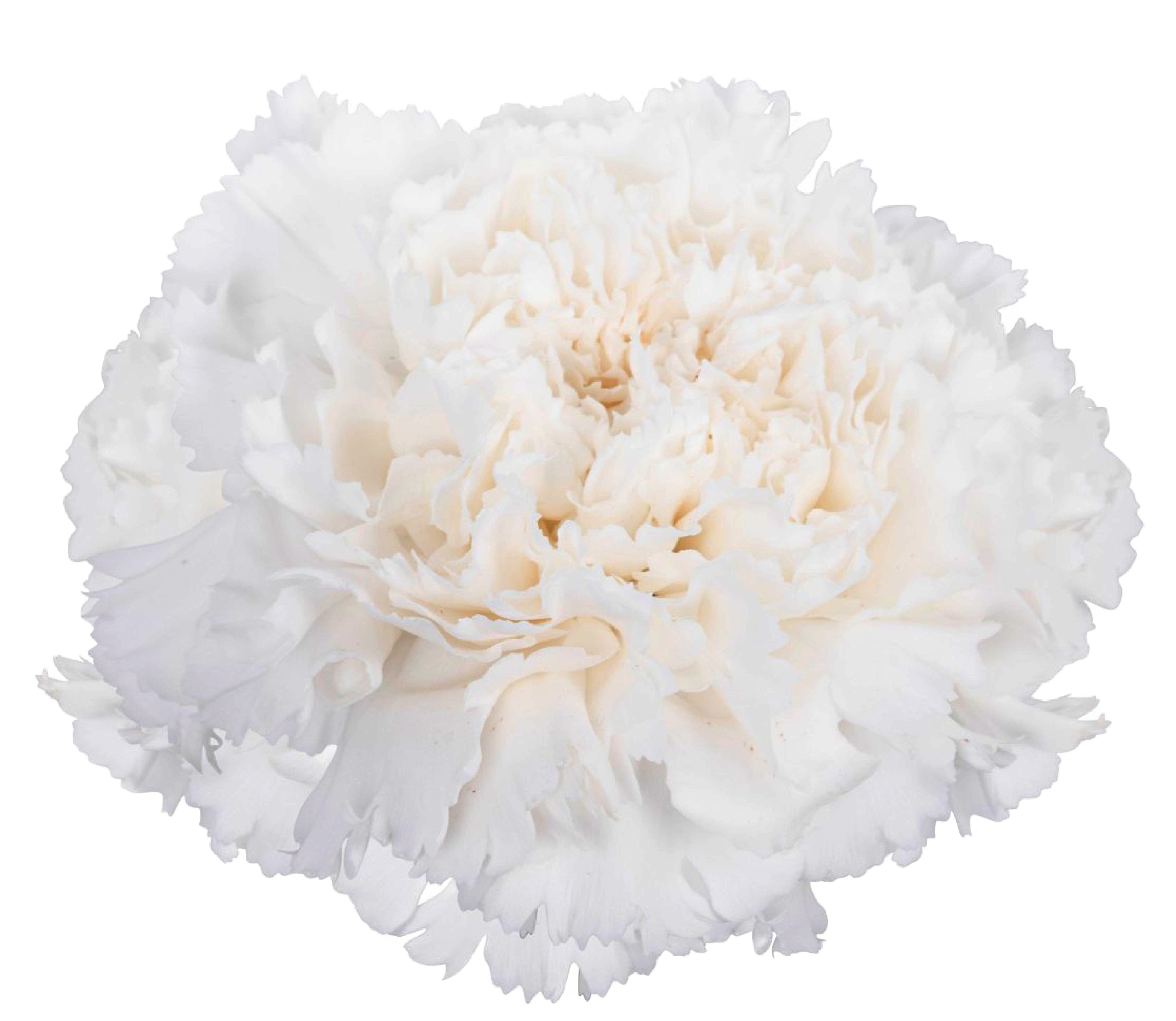 Pink Carnation