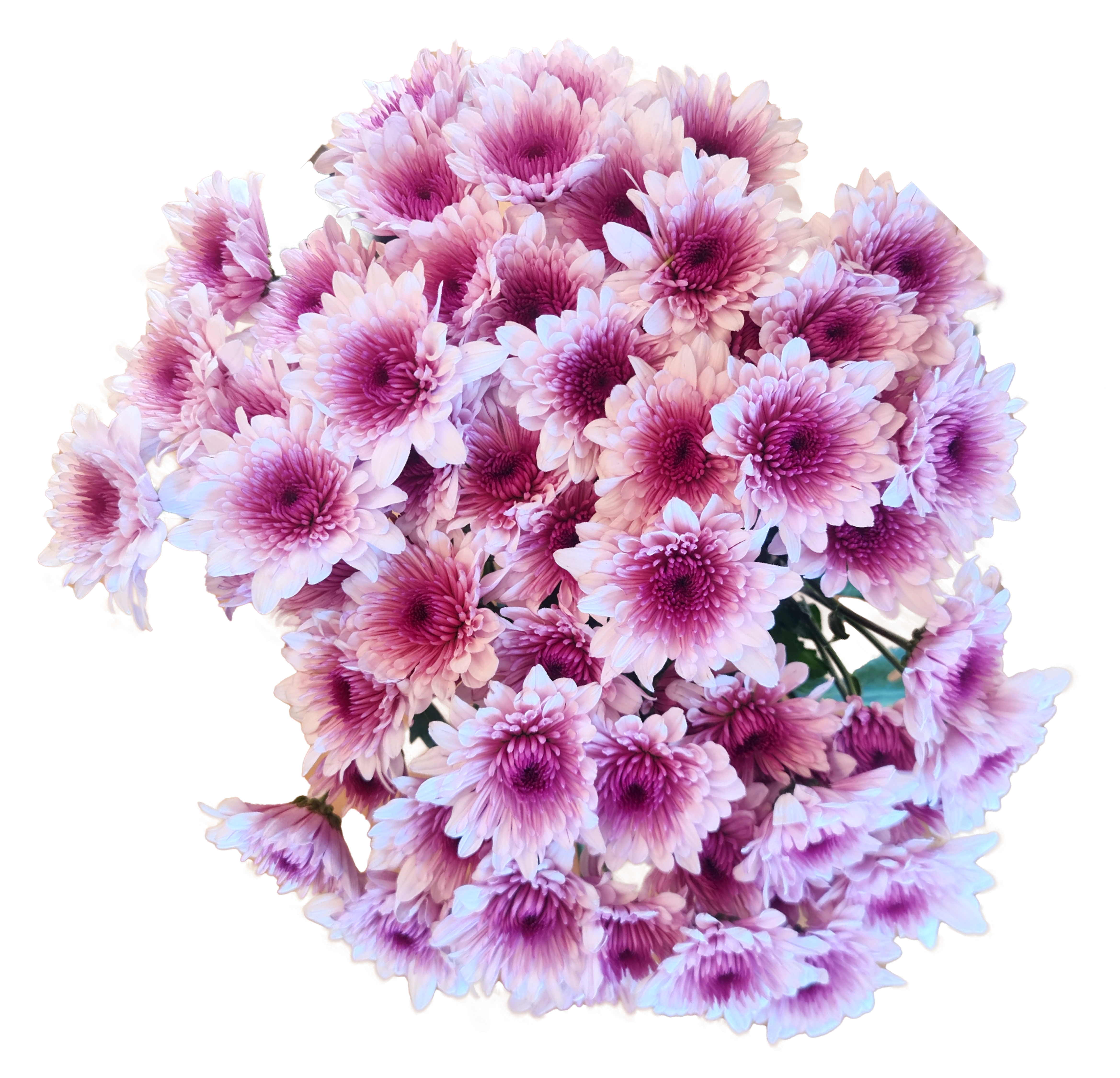 Pink Daisy Mum