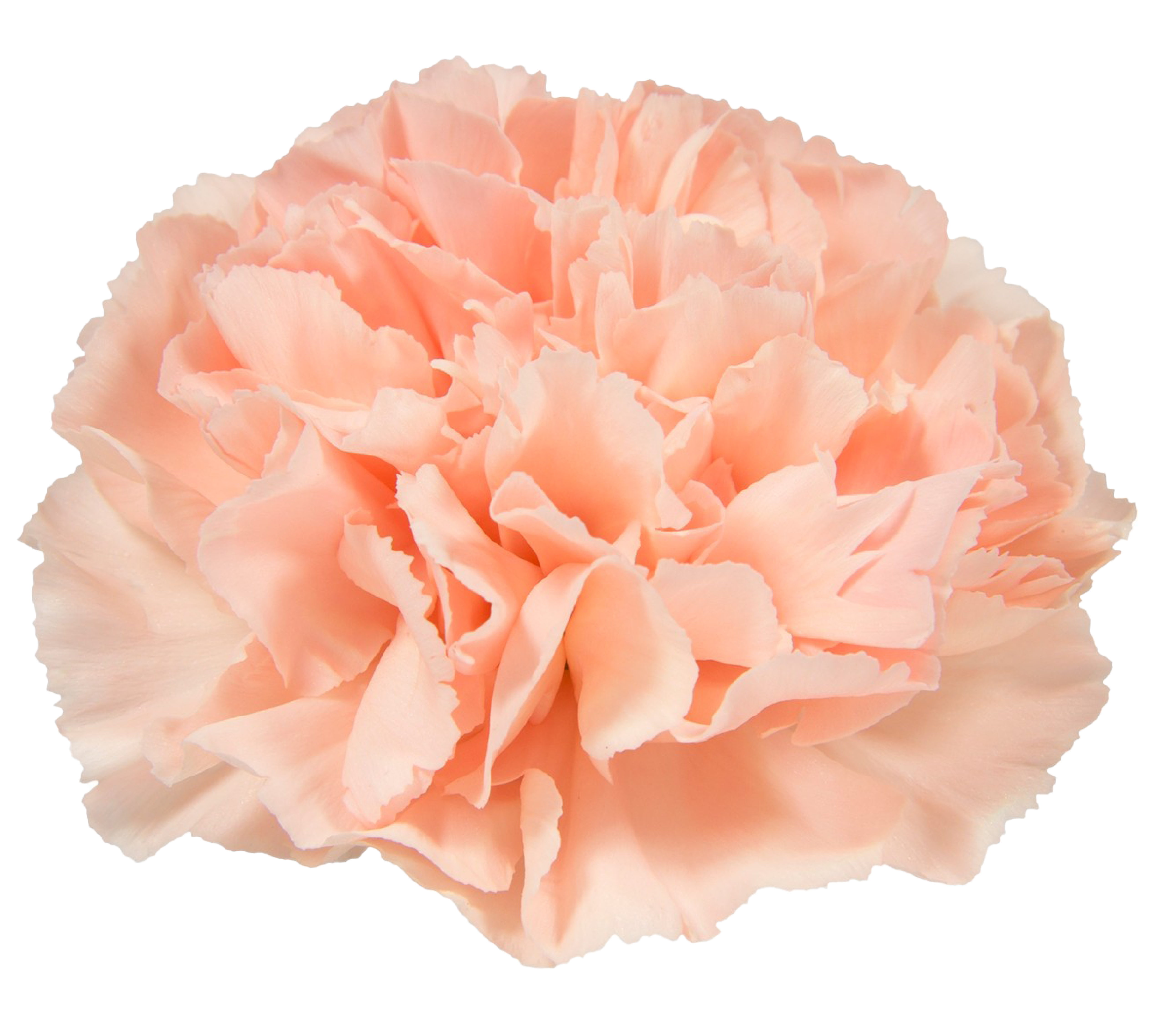 Red Carnation