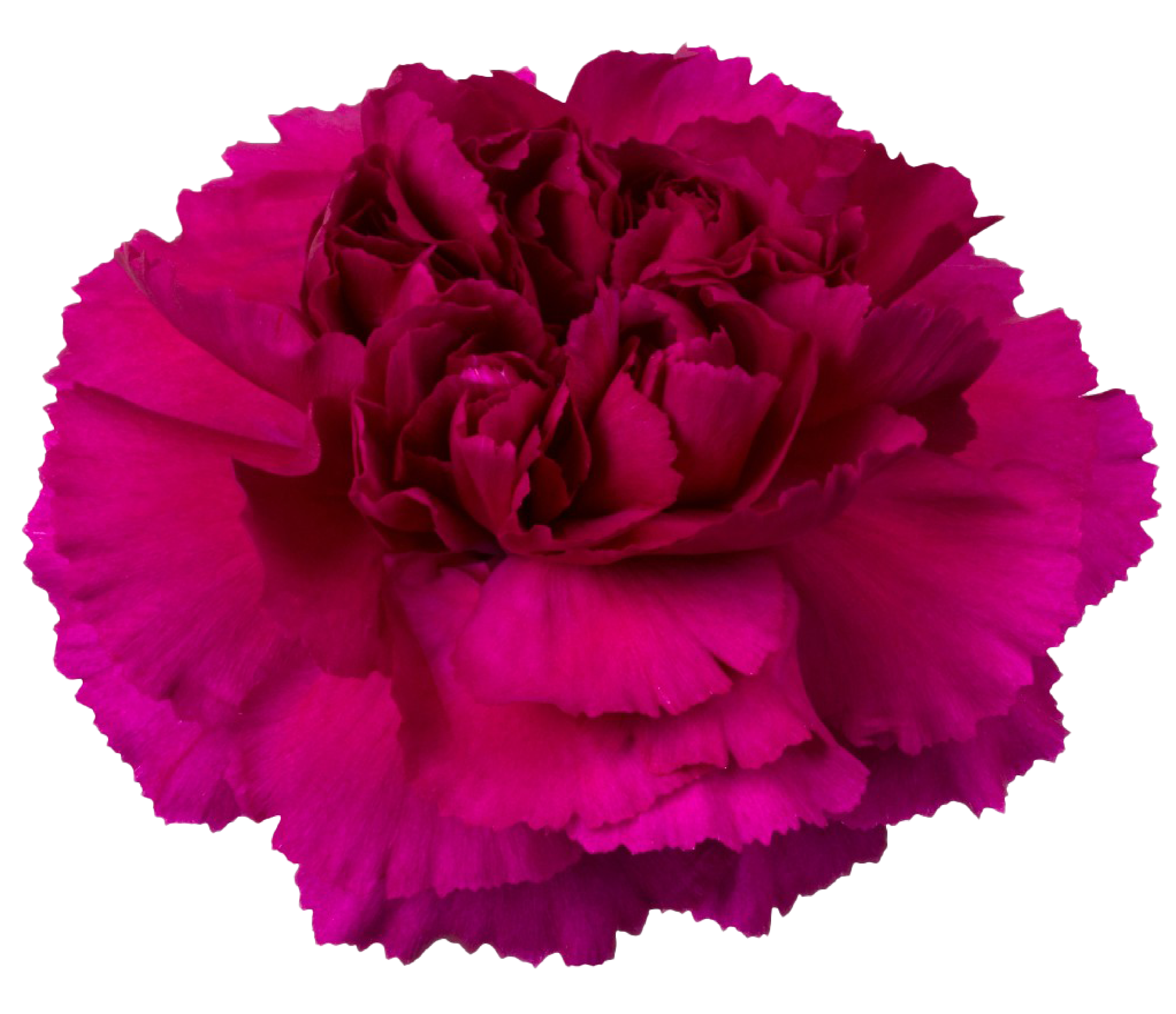 Pink Carnation