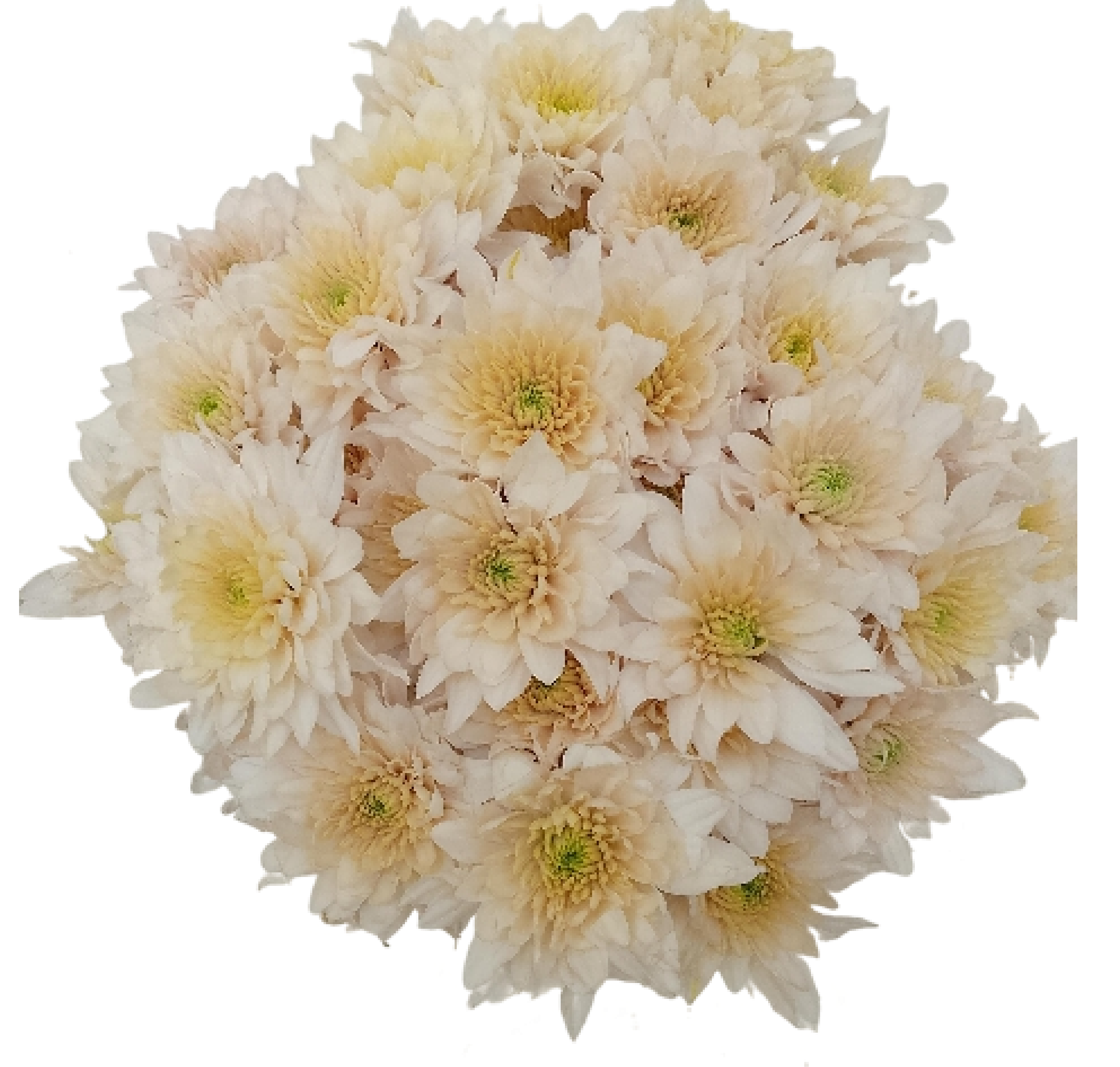 Bronze Daisy Mum