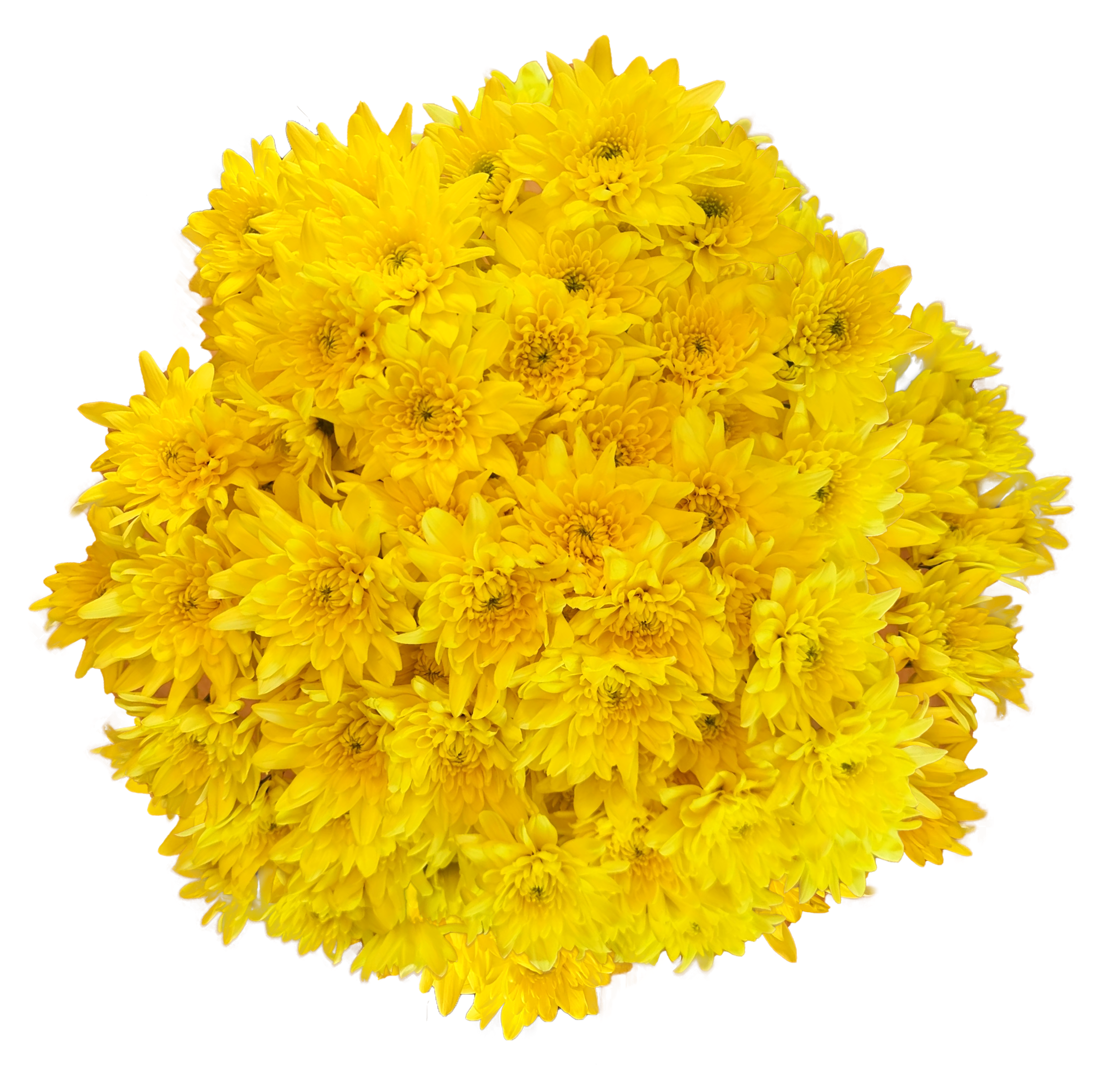 White Pompon Mum