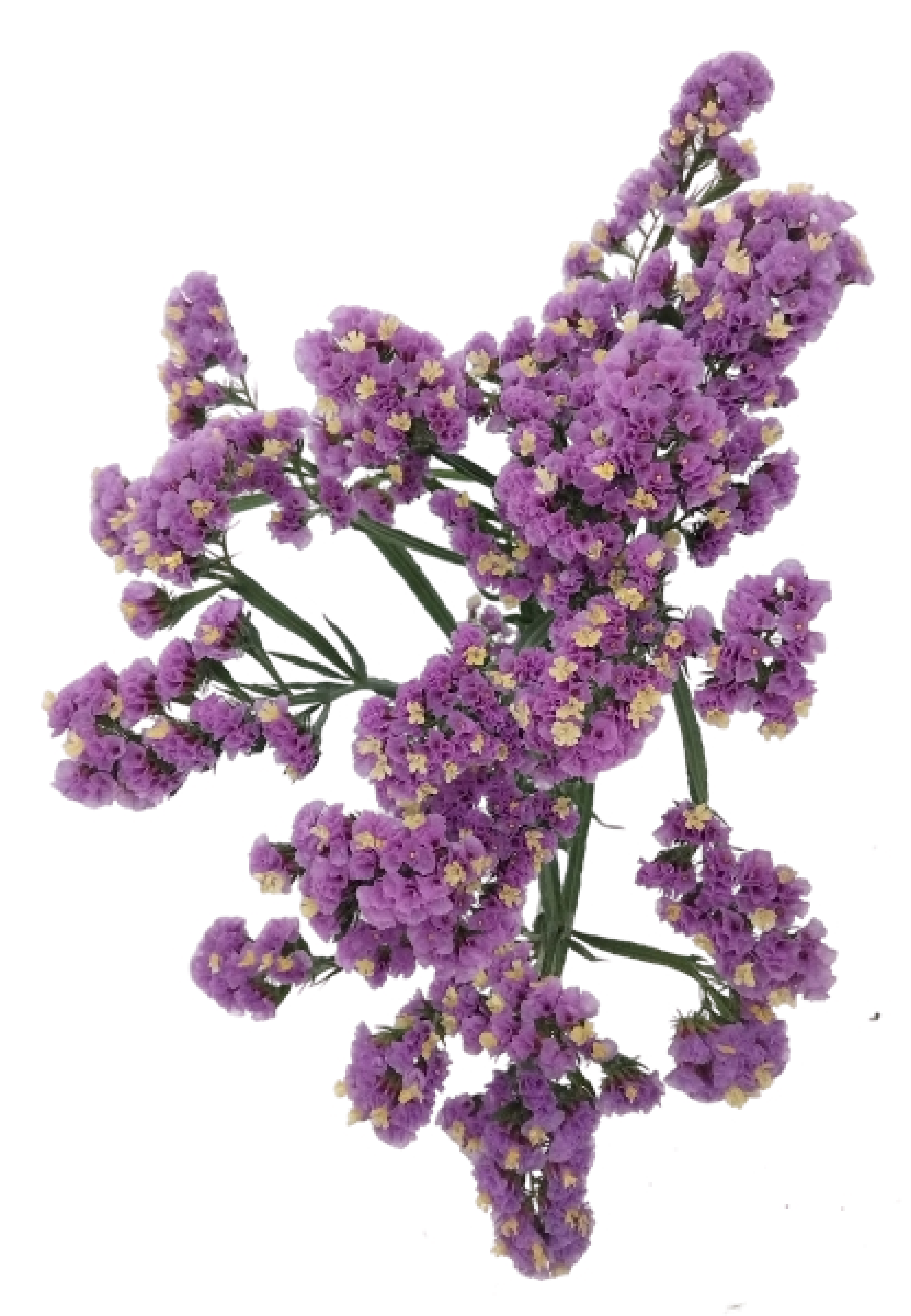 Solidago