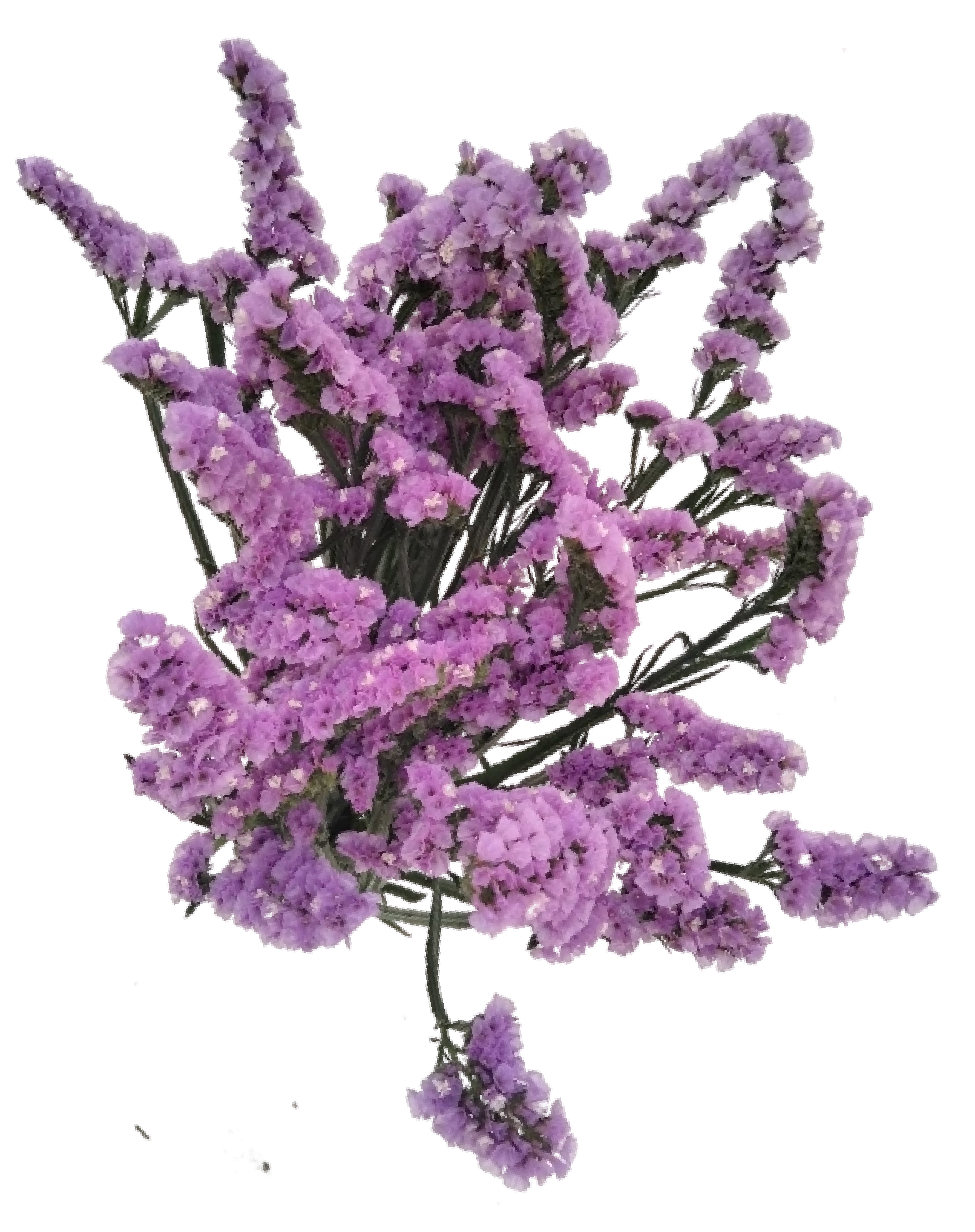 Limonium