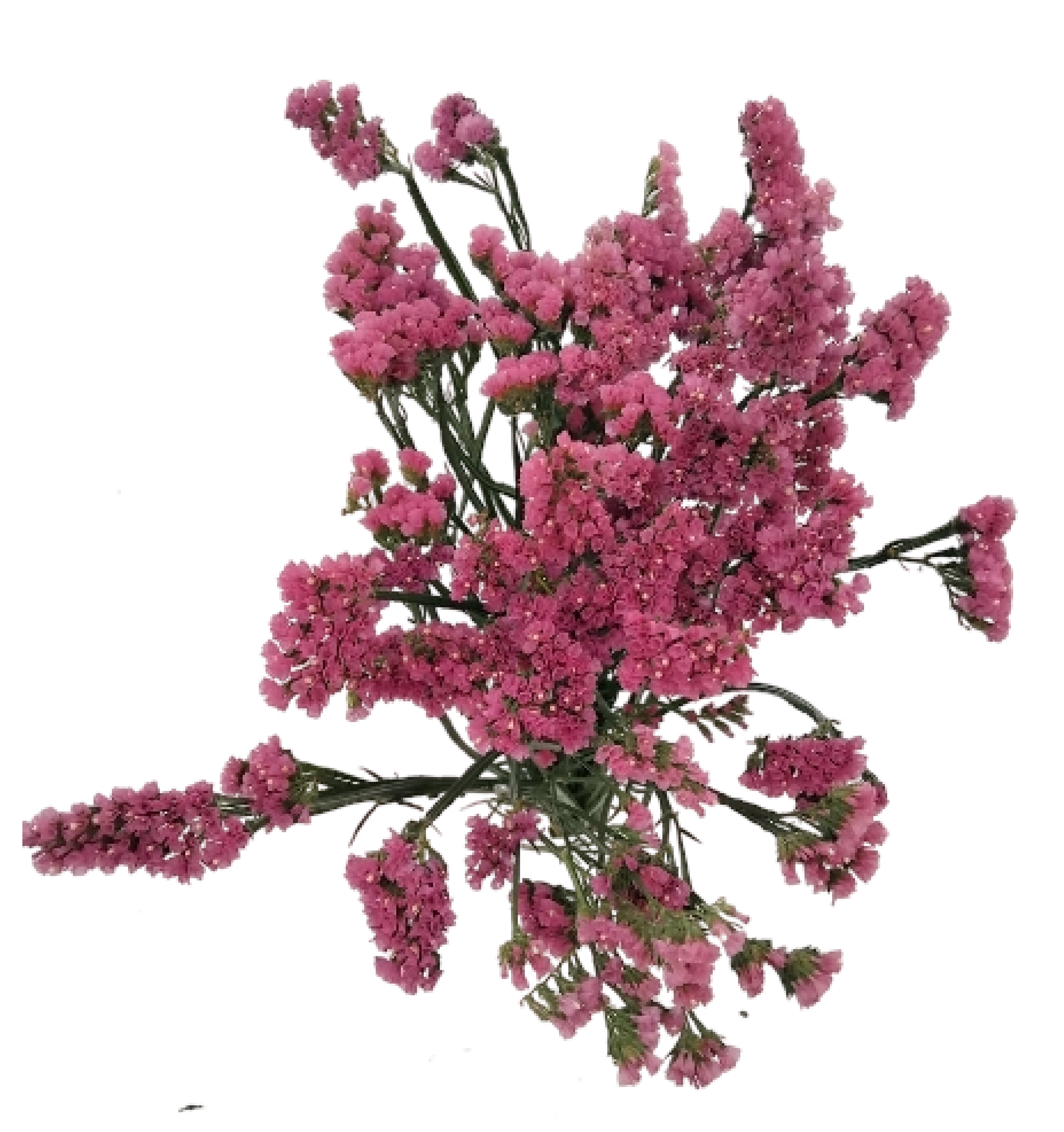 Gypsophila
