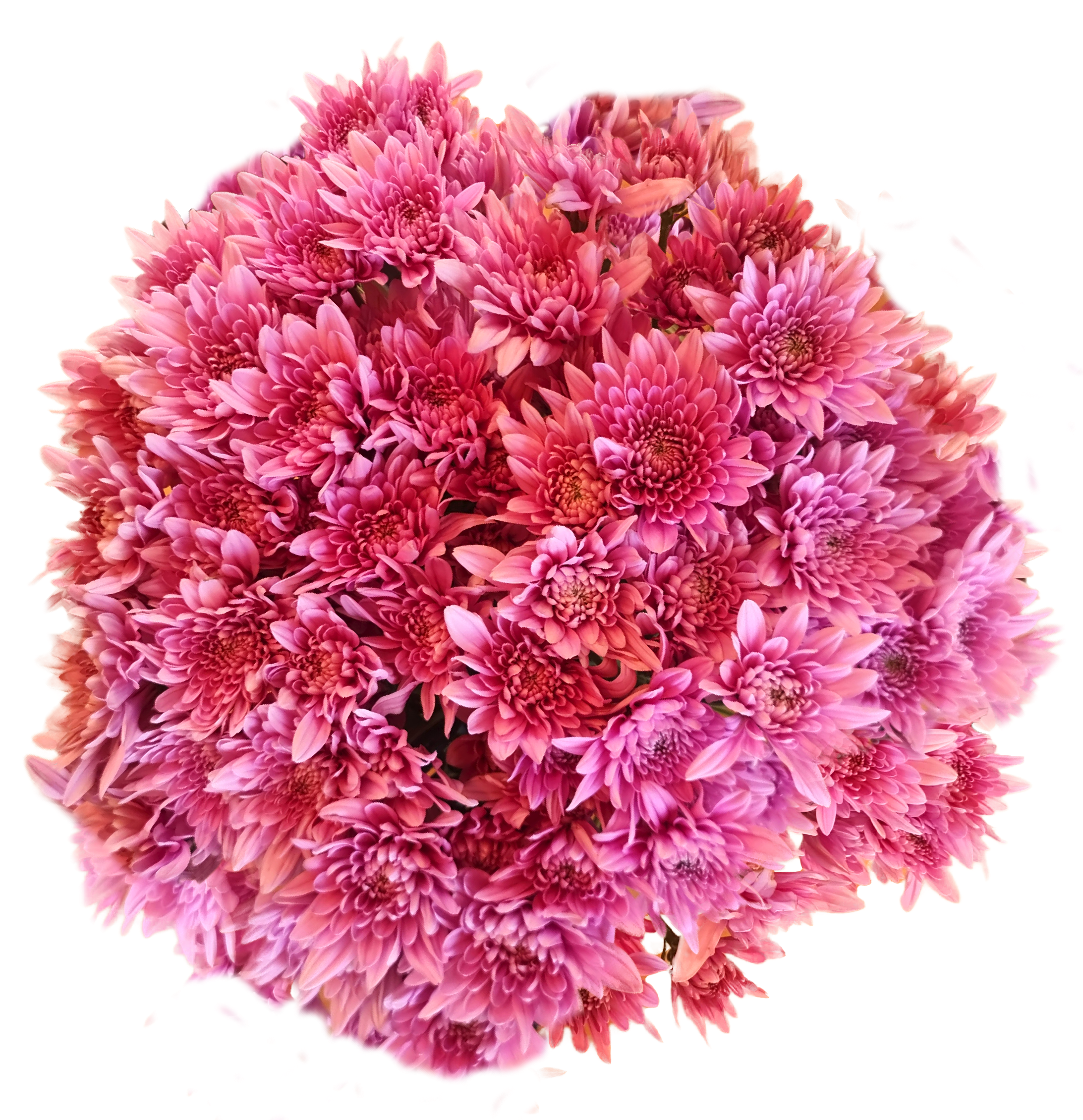Yellow Spider Mum