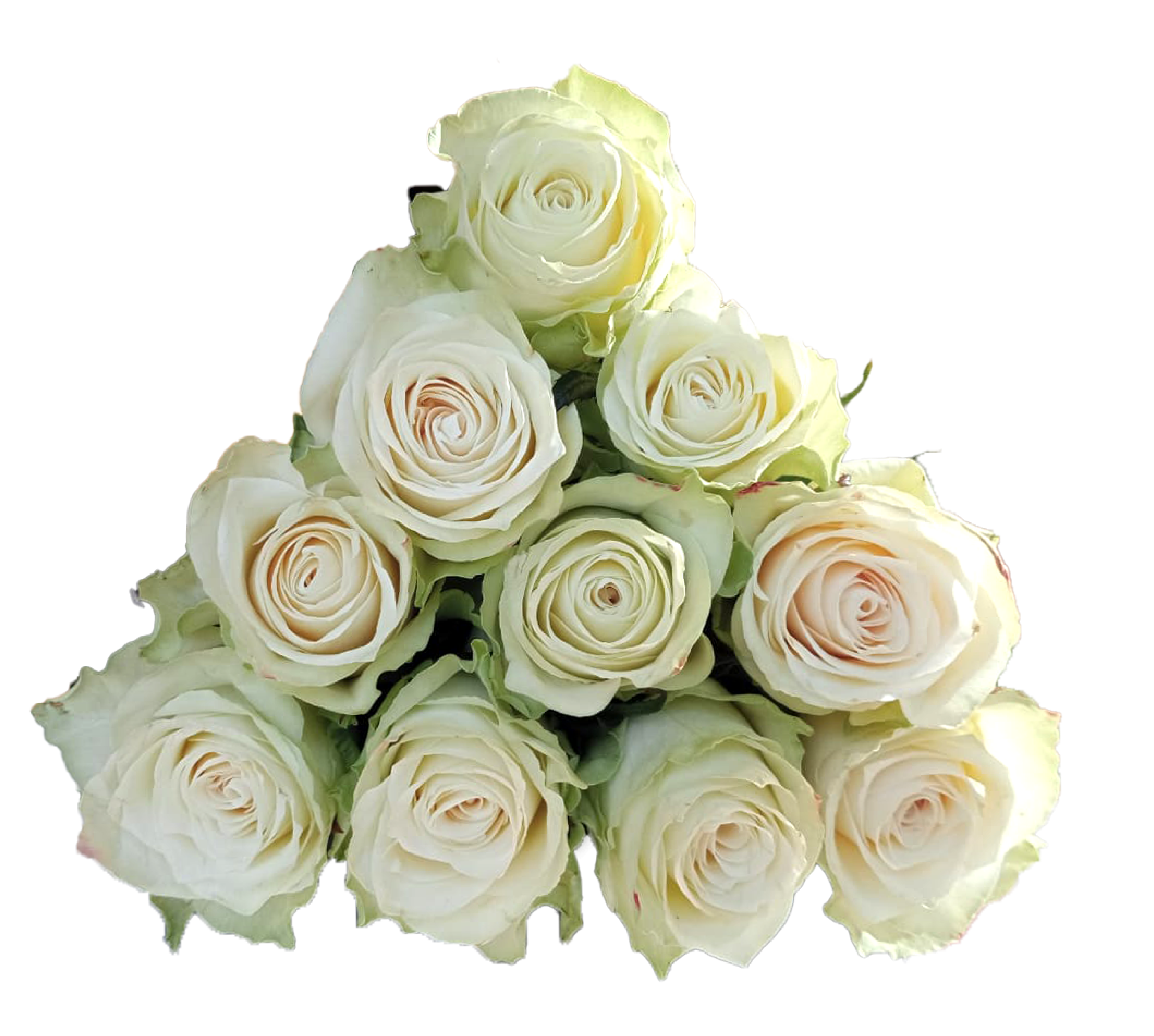 Rose 1