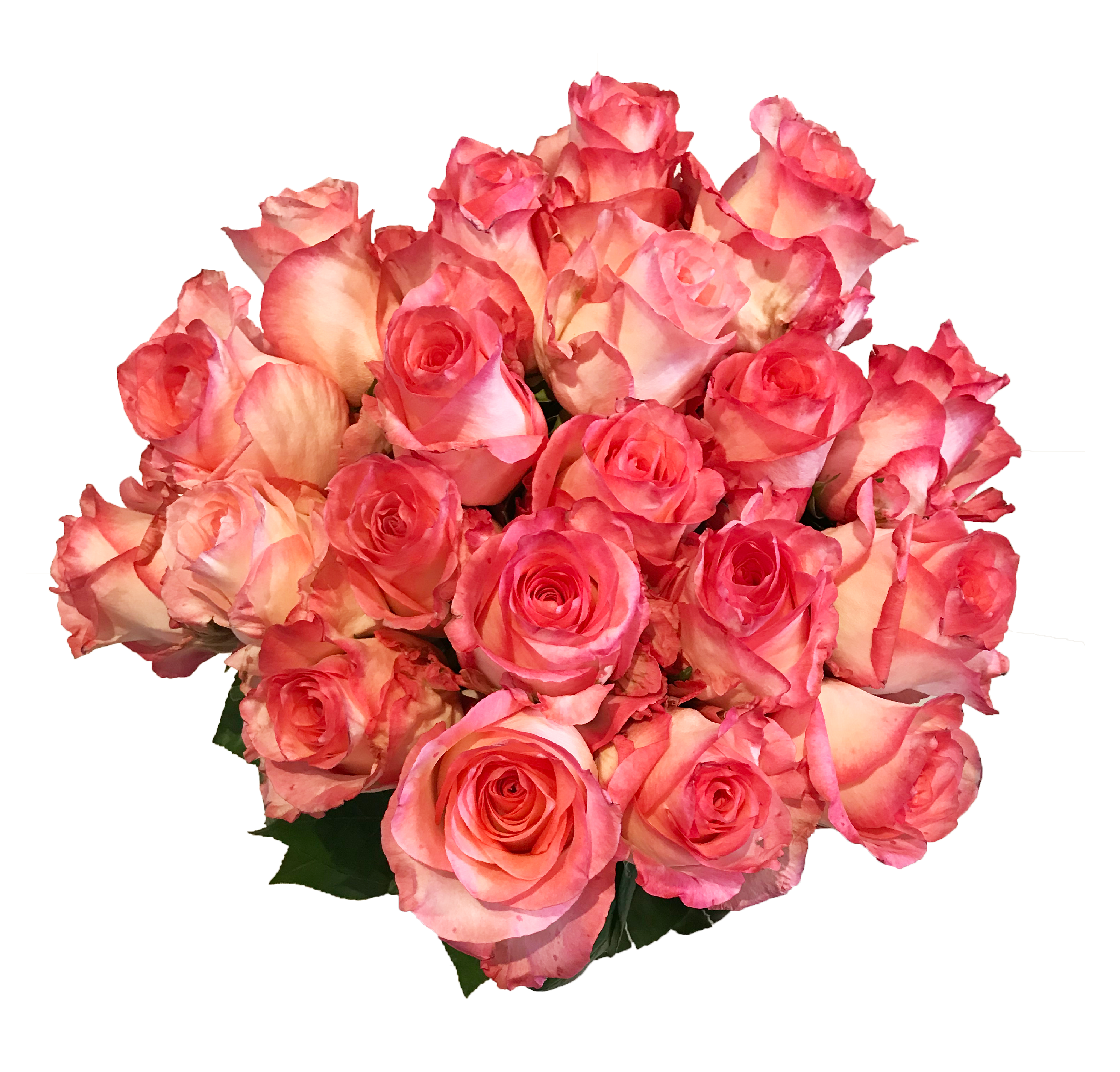Rose 3