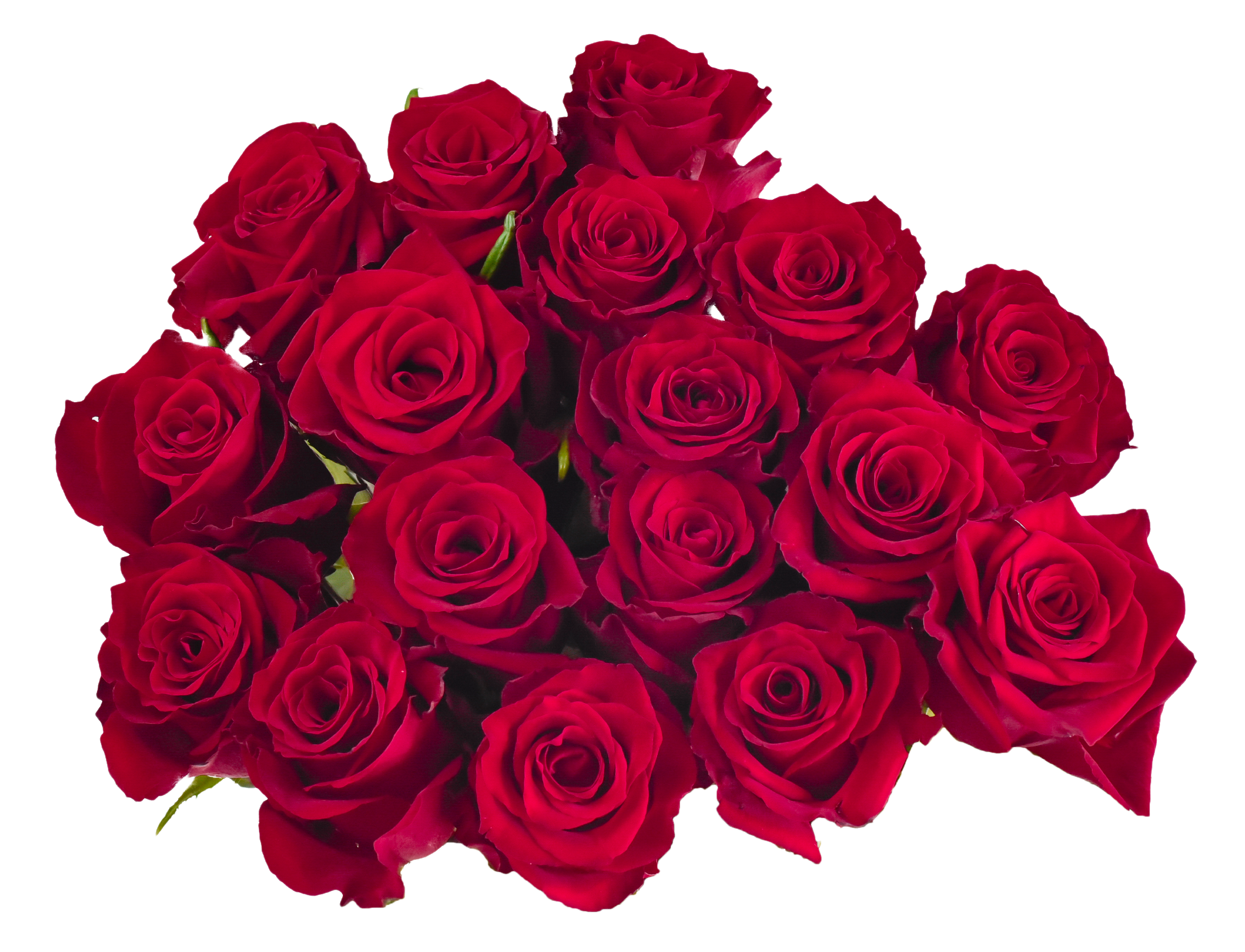 Rose 1