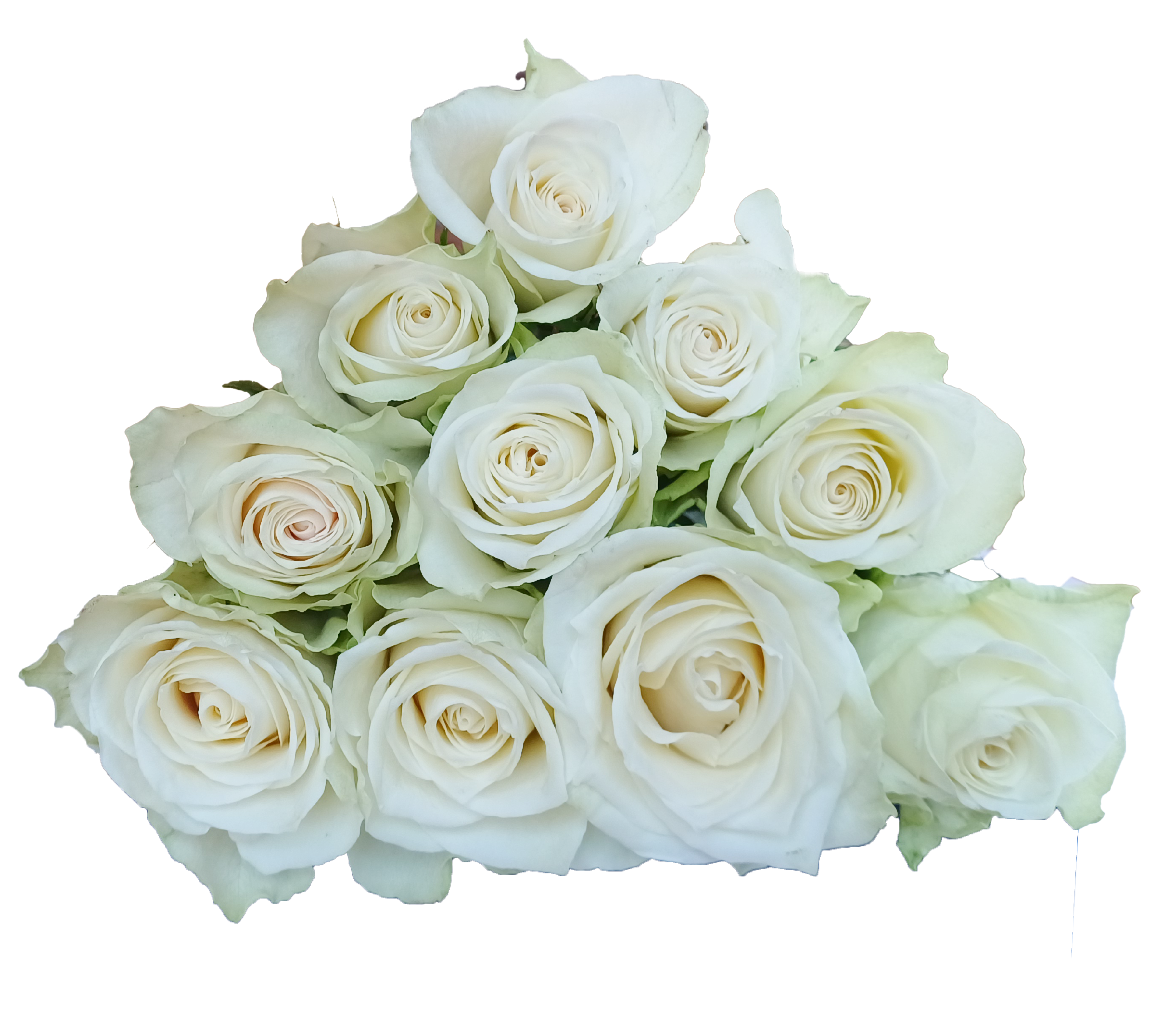 Rose 3