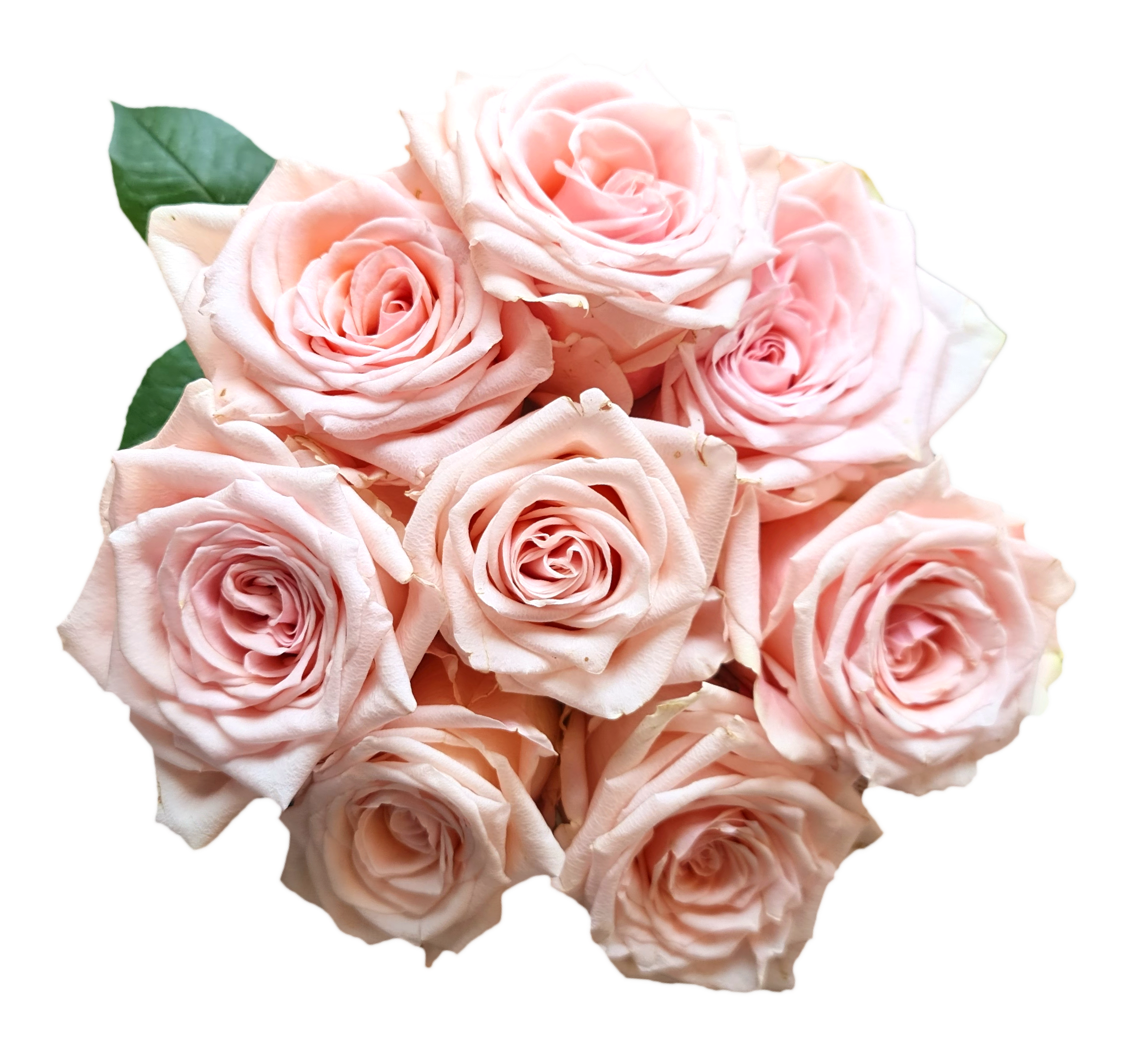 Rose 2