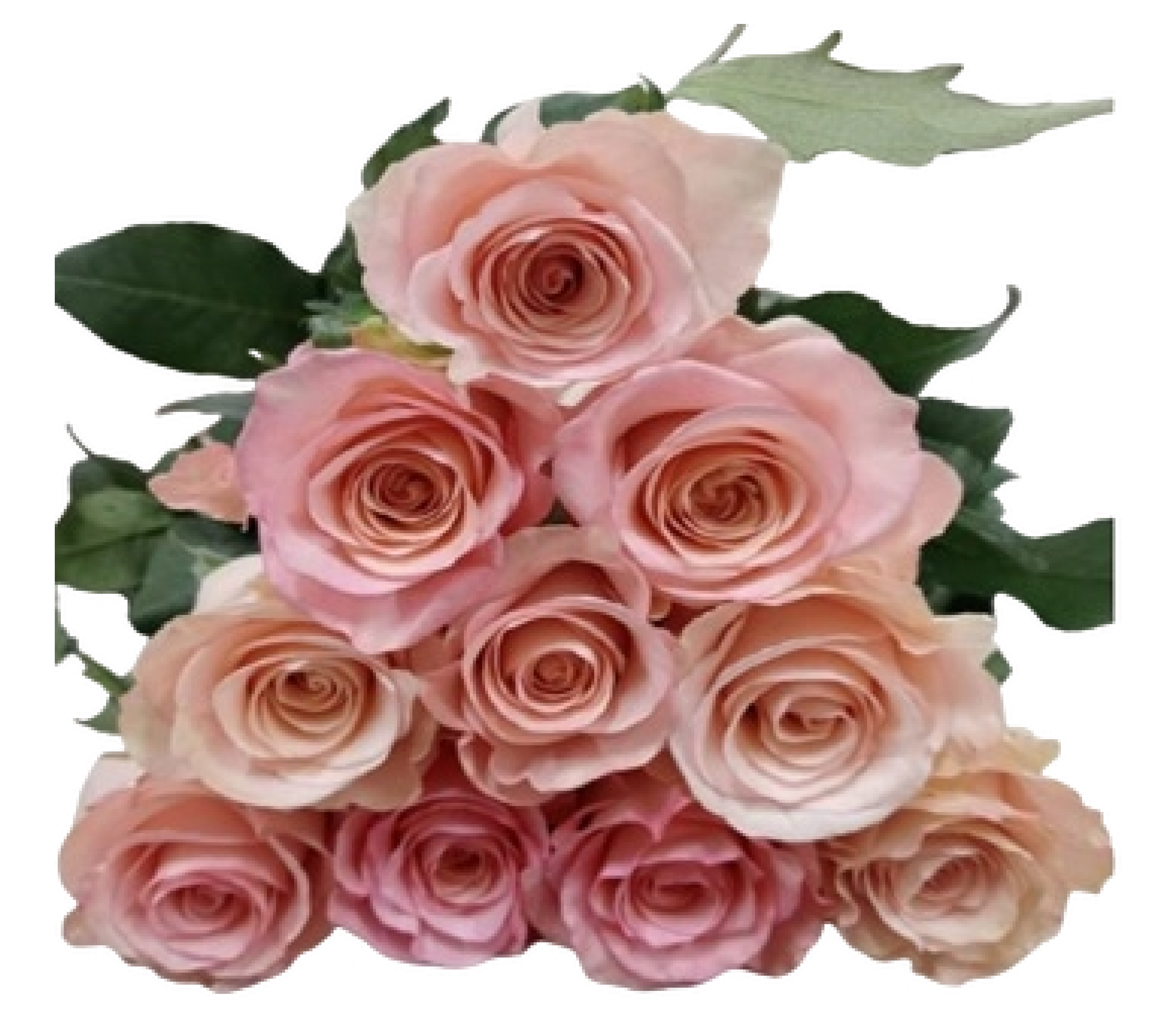 Rose 1