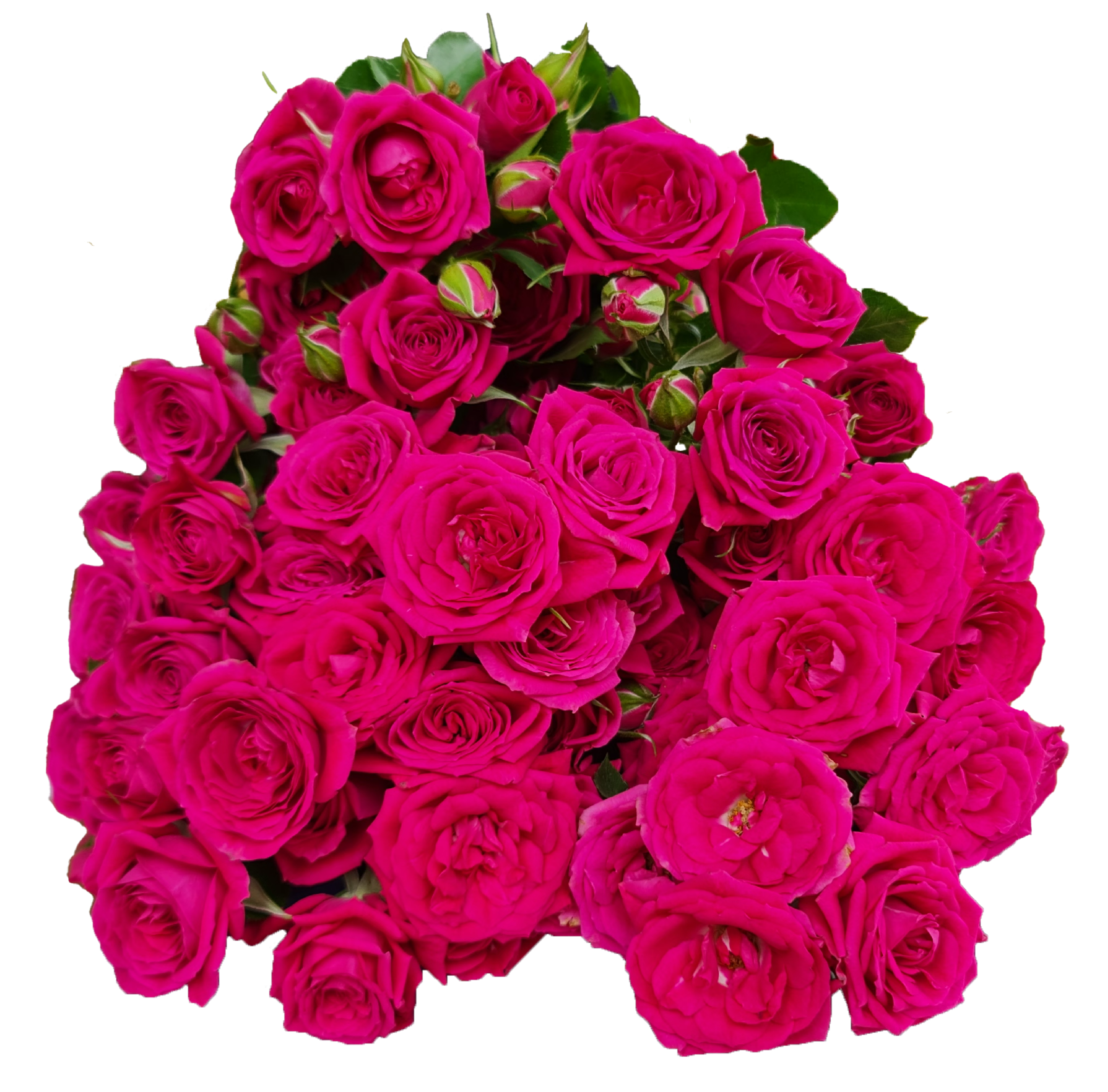 Rose 3