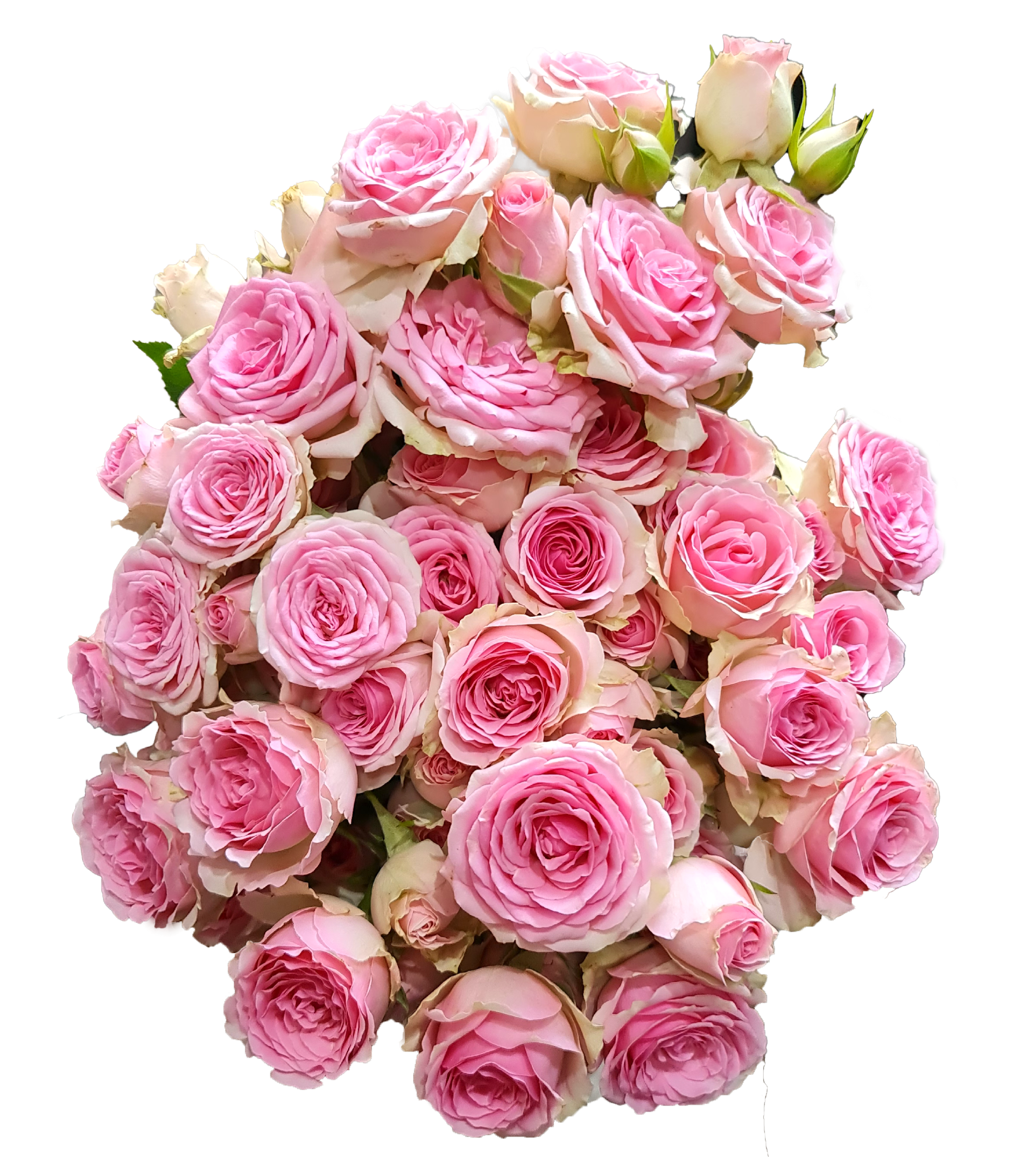 Rose 2