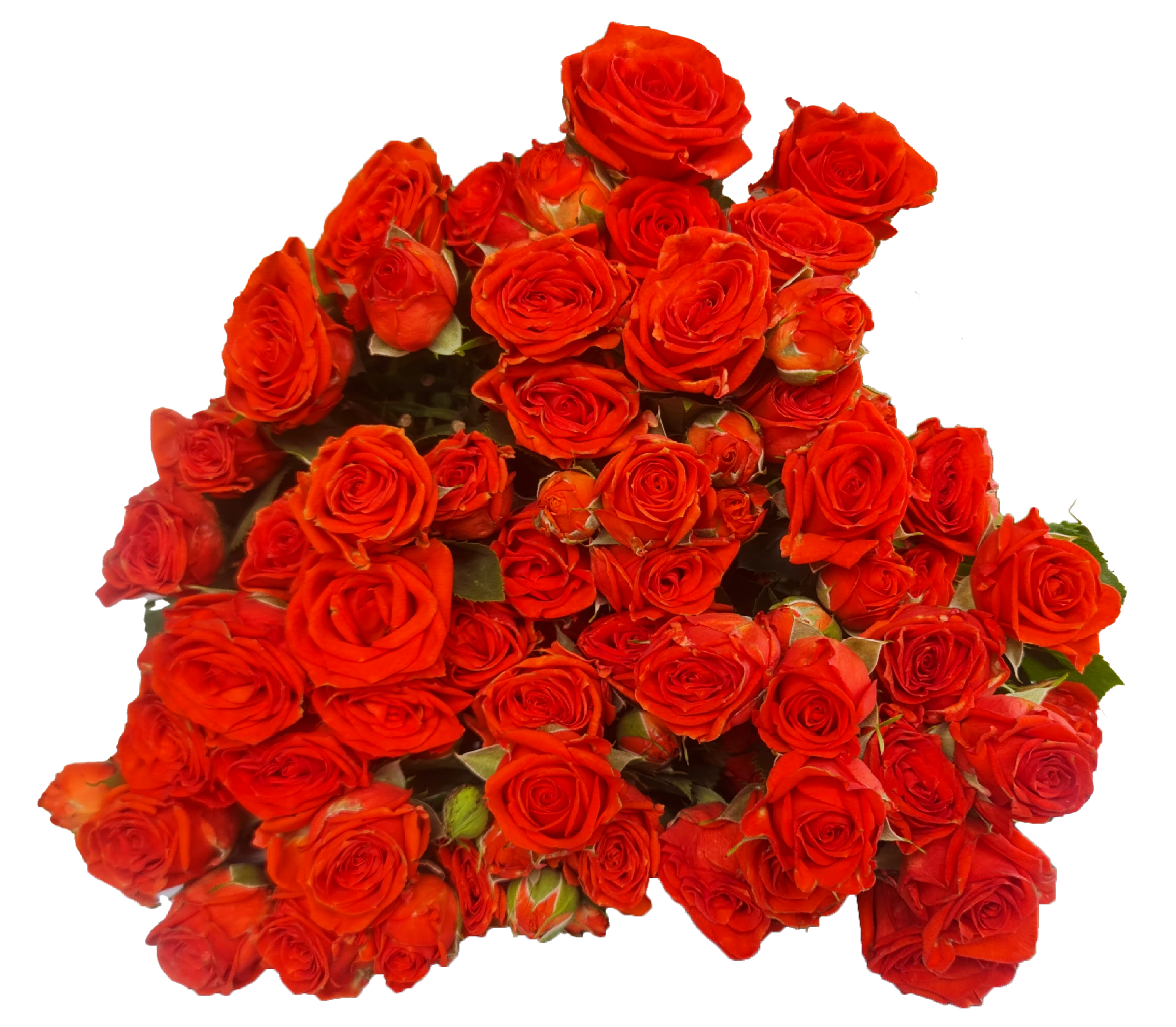 Rose 2