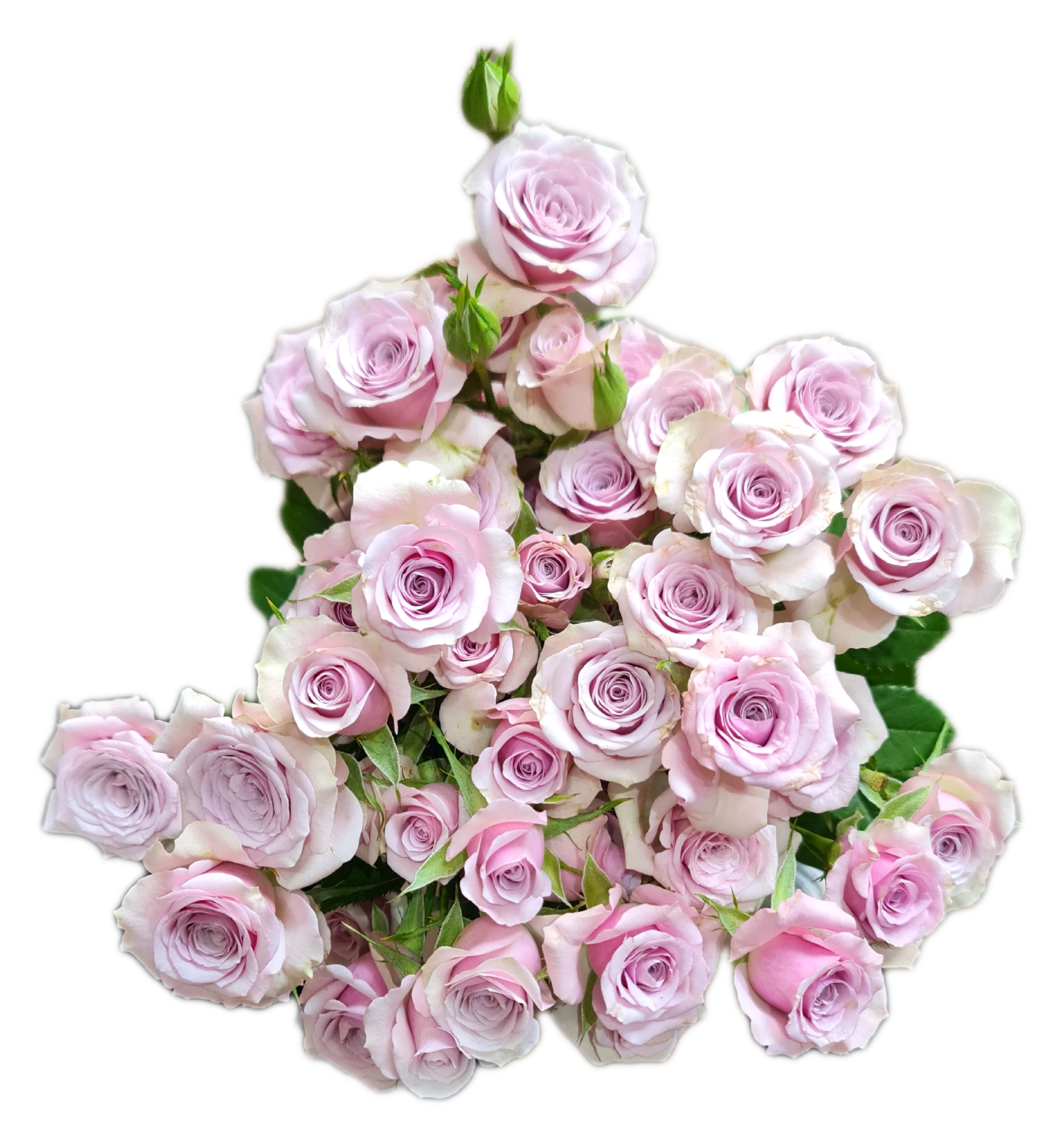 Rose 4