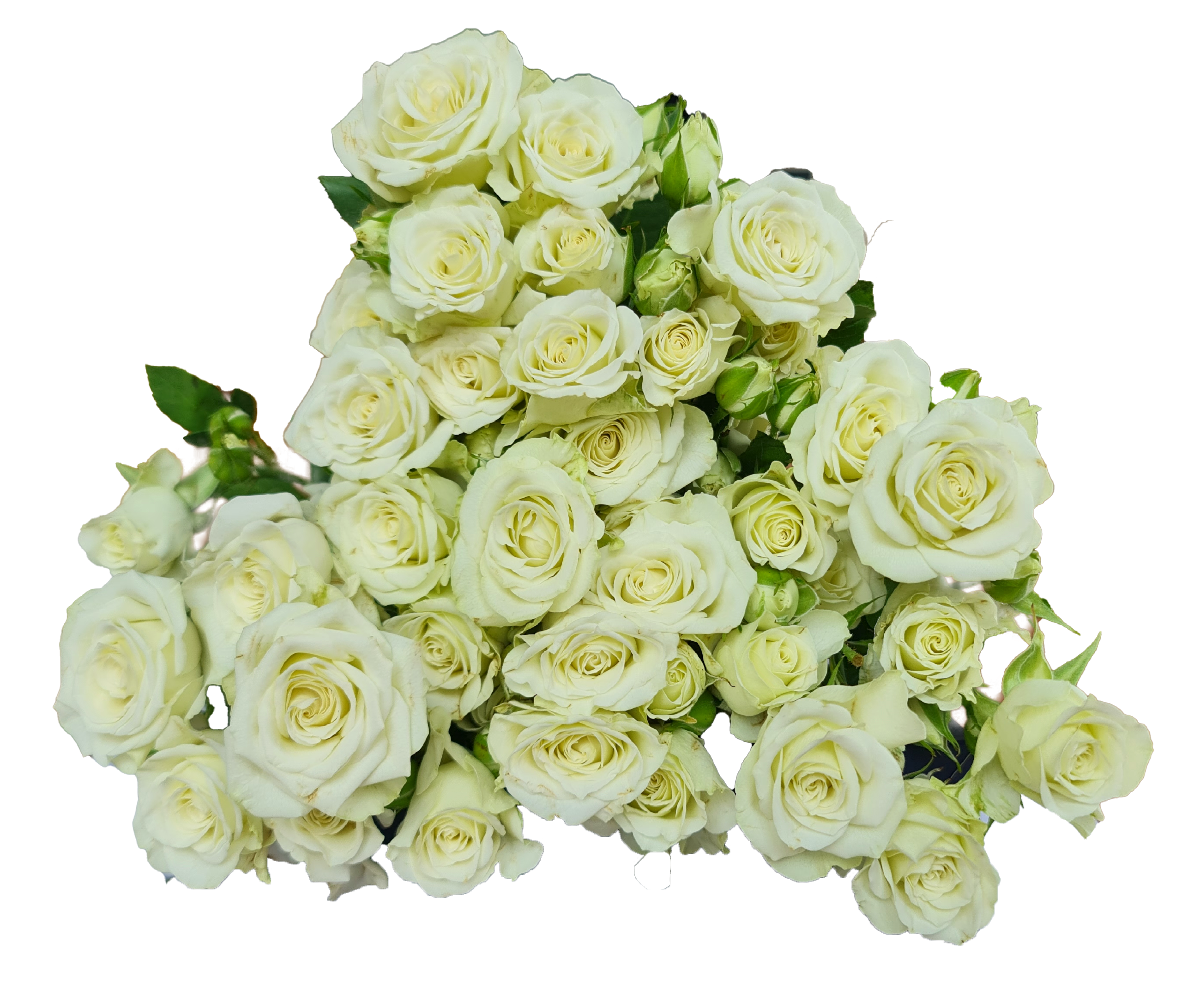 Rose 5