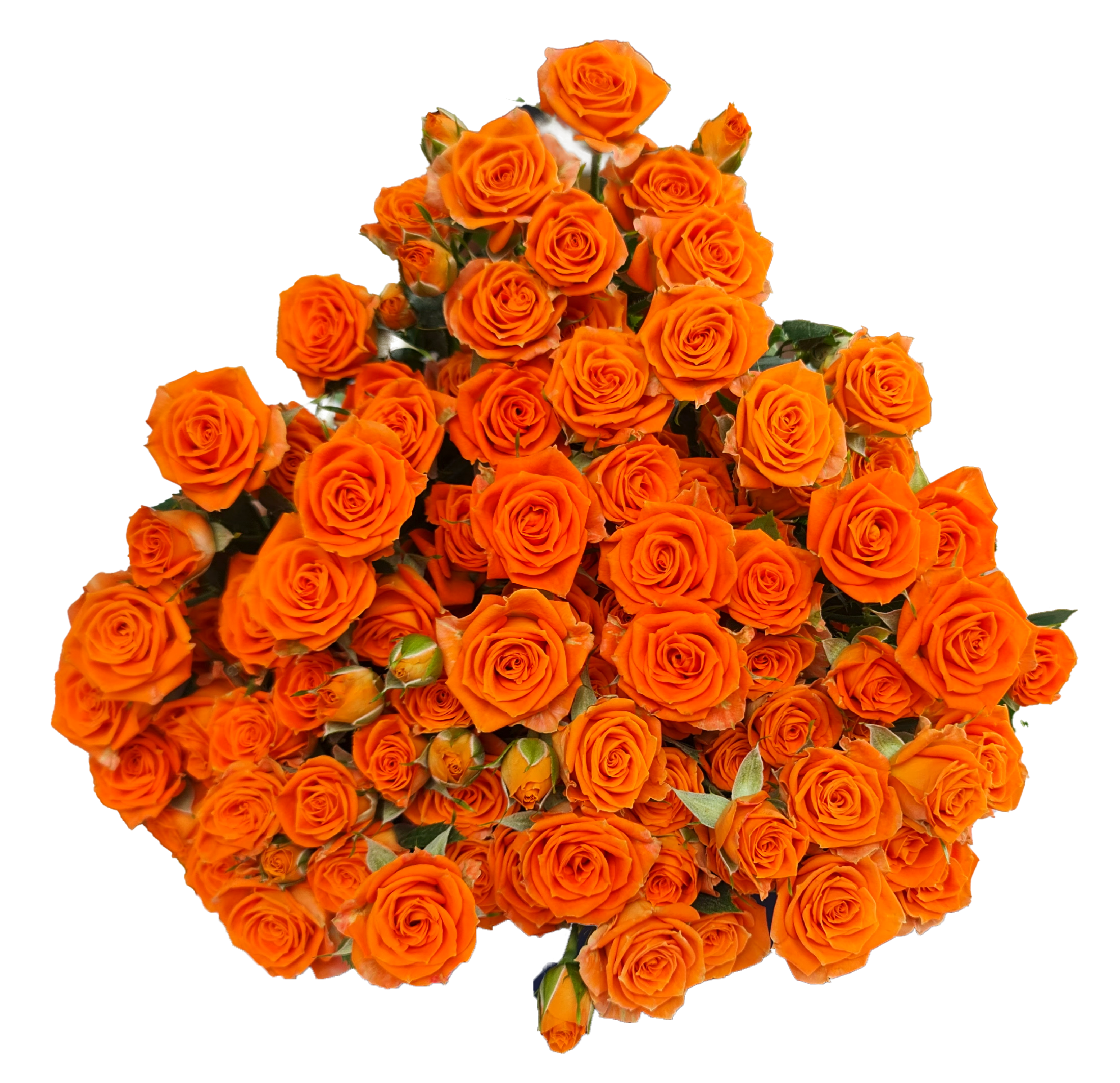 Rose 5