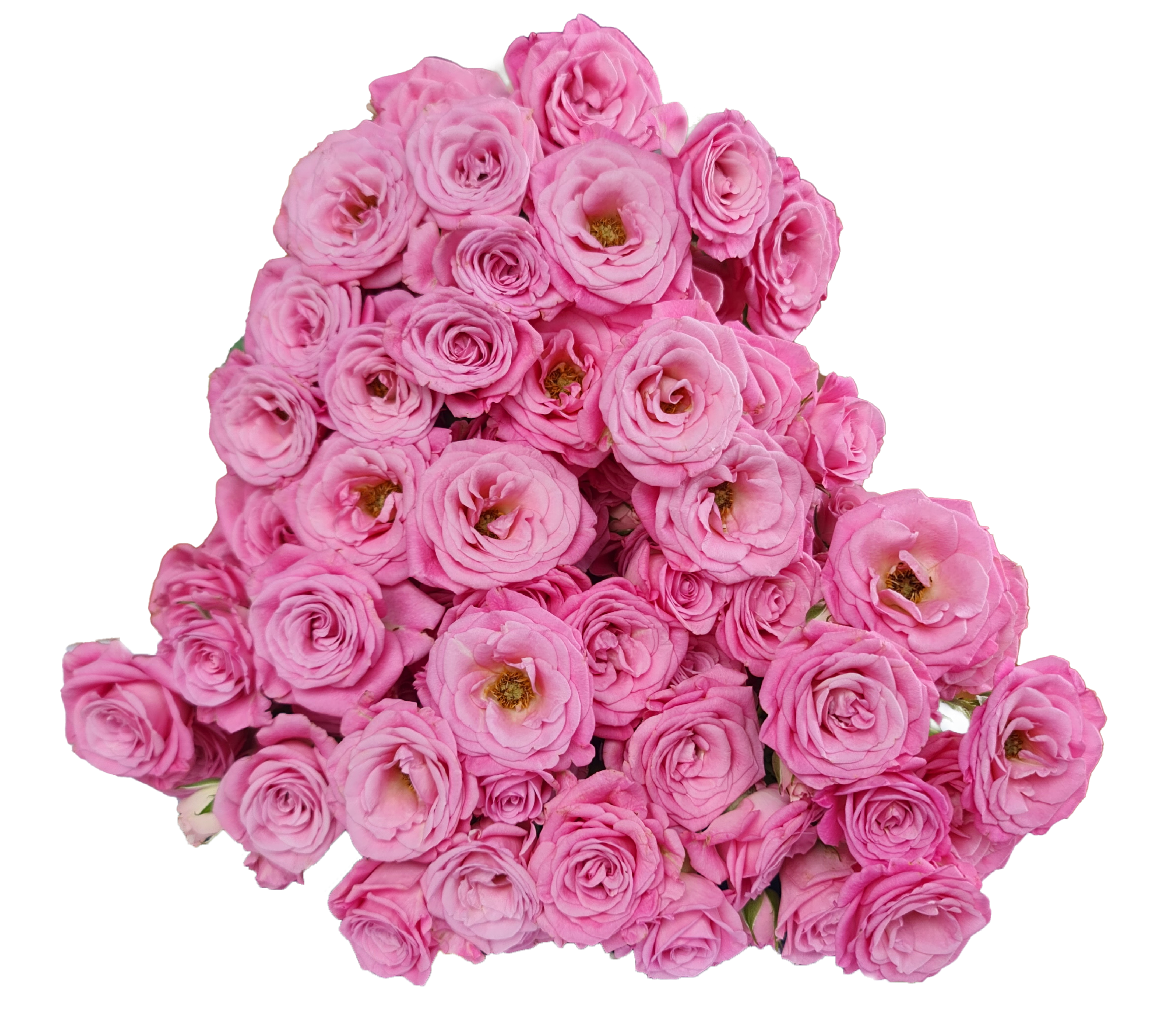 Rose 3