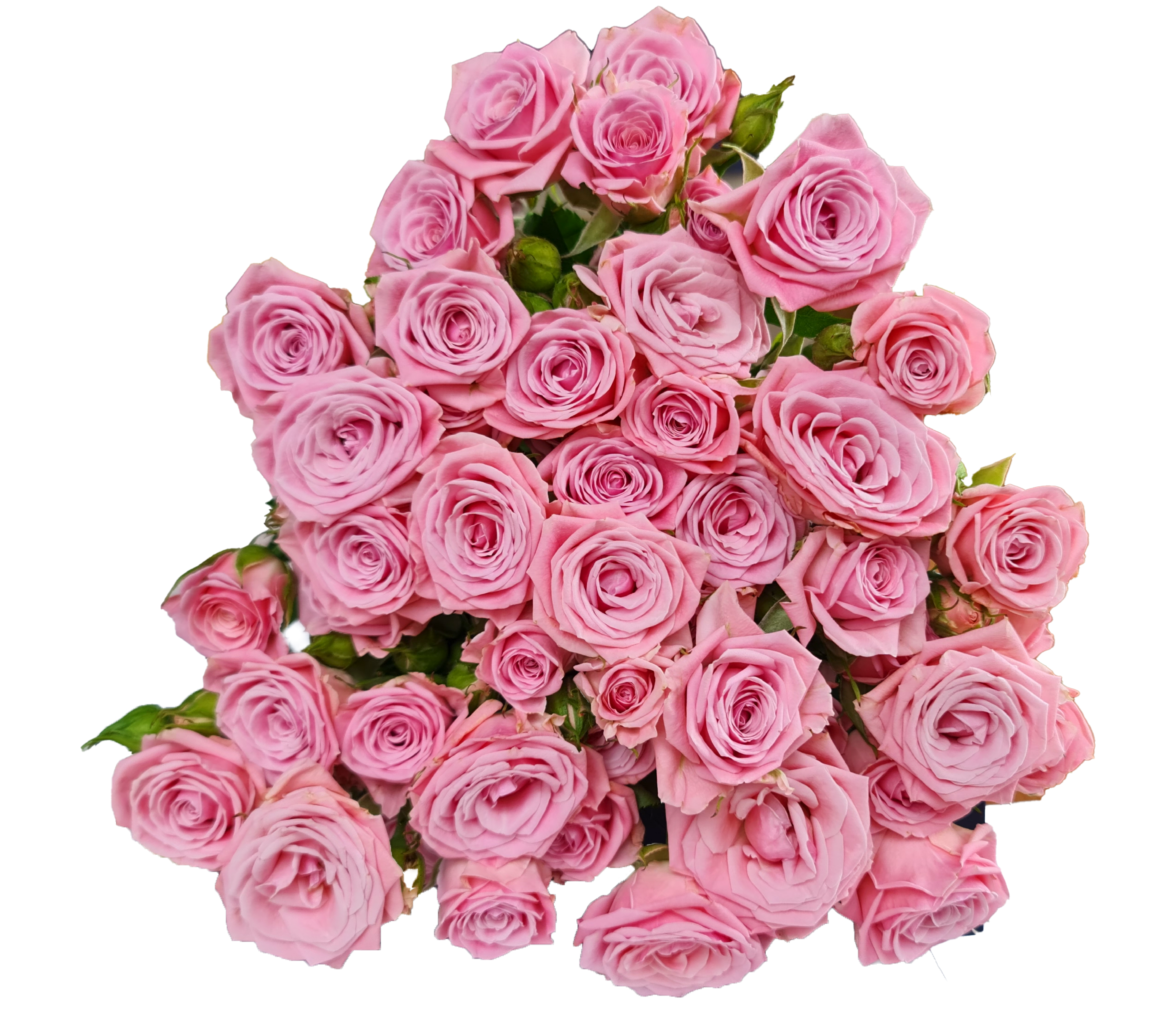 Rose 1