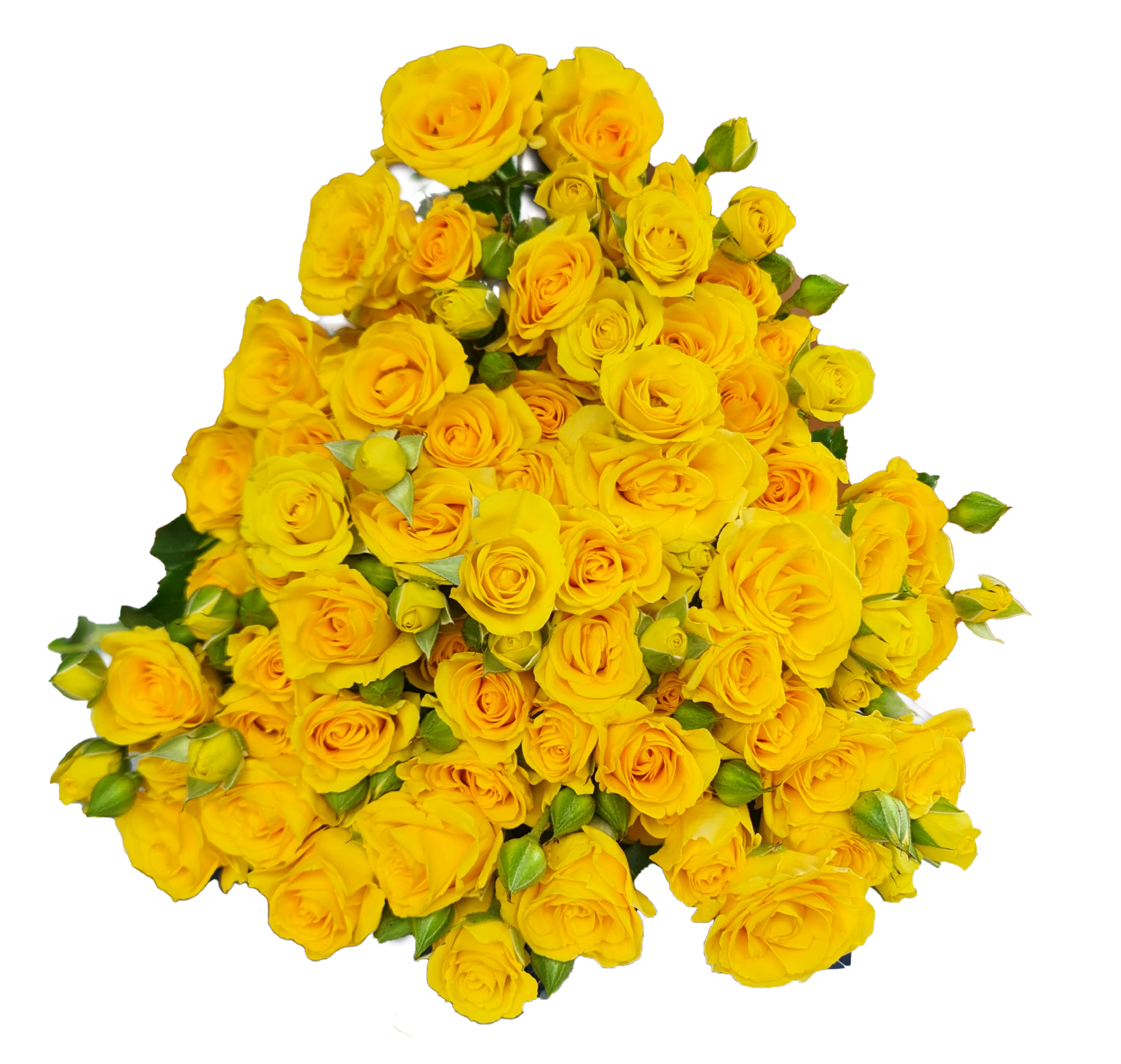 Rose 4