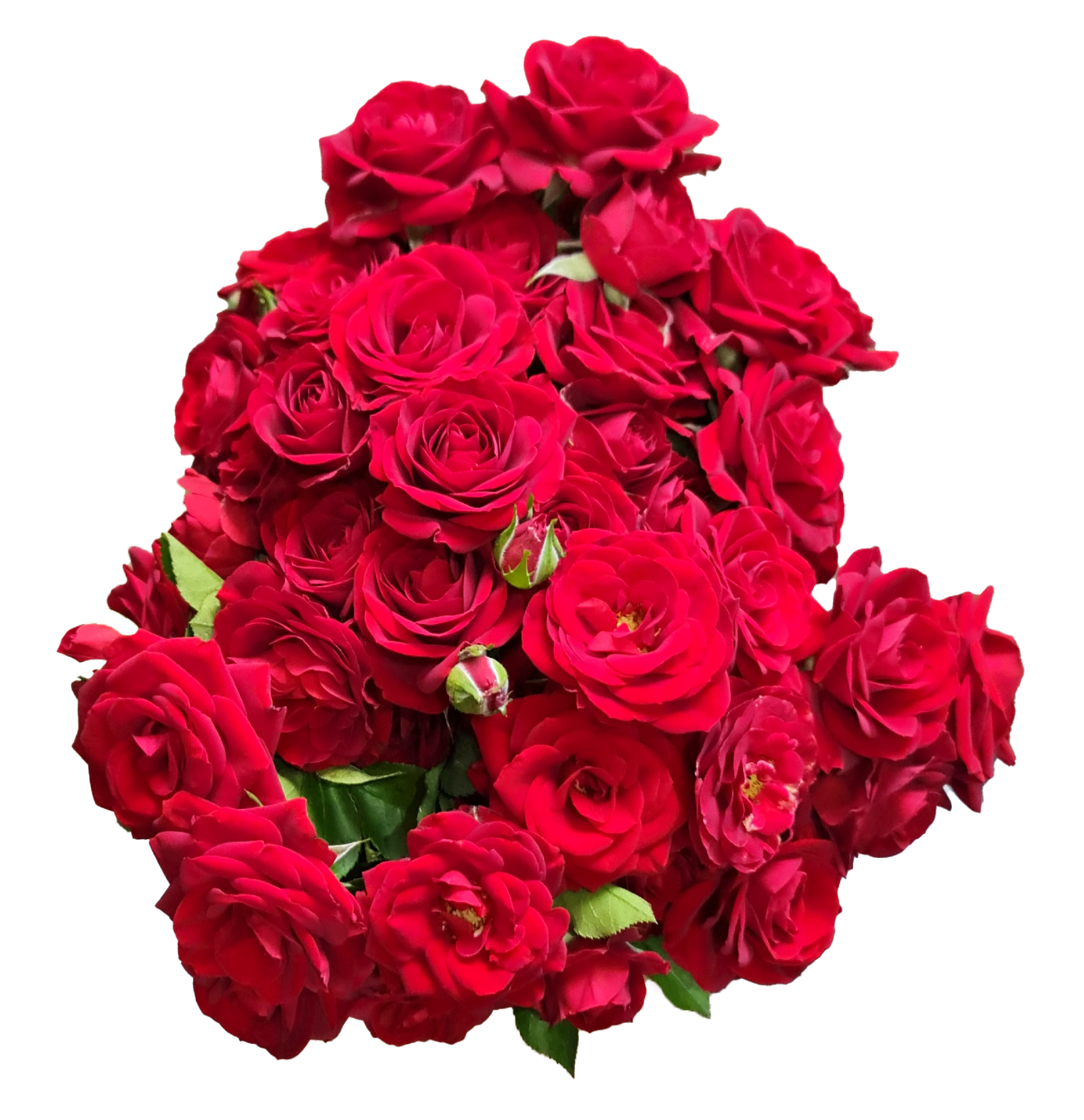 Rose 1