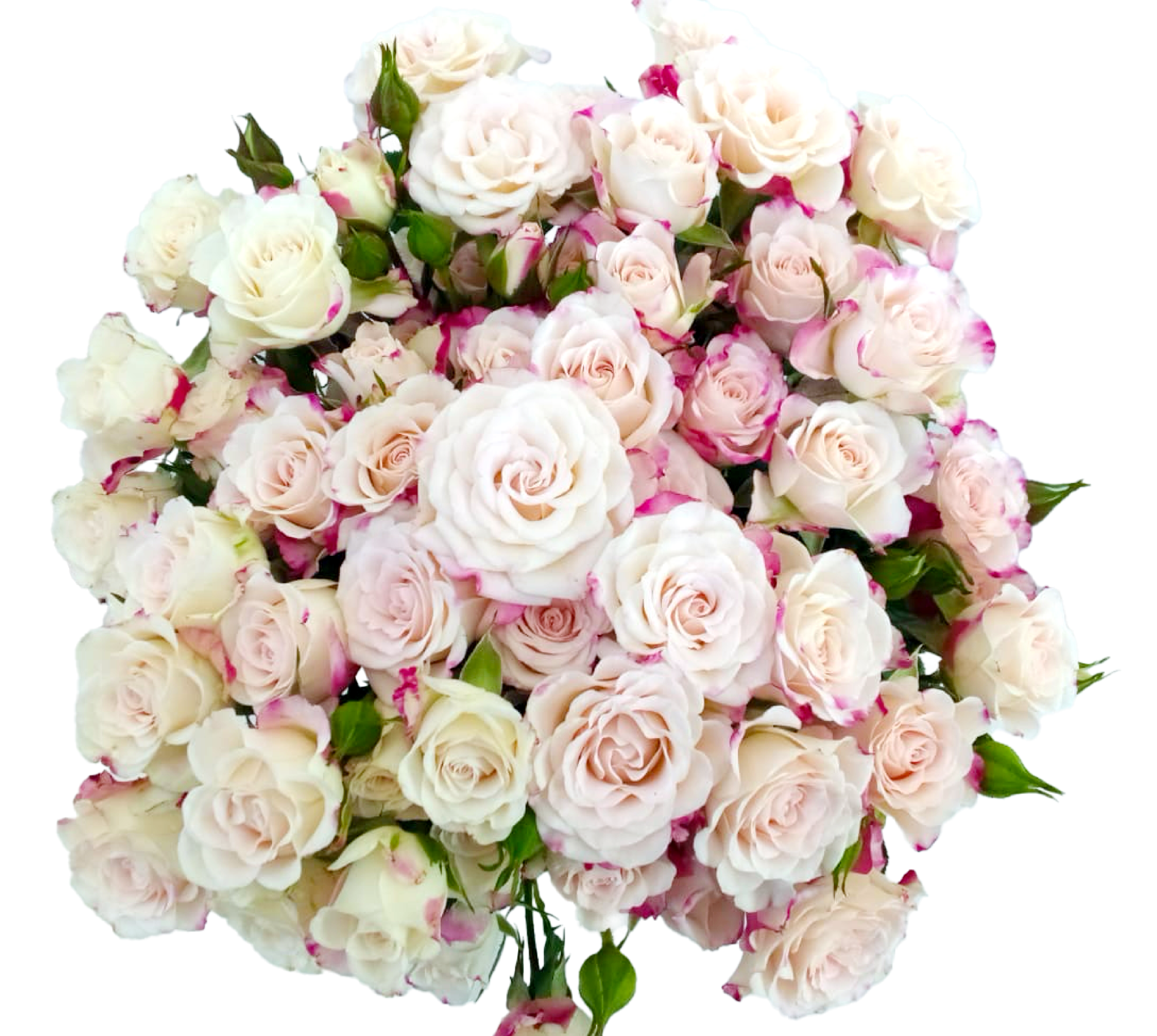 Rose 5