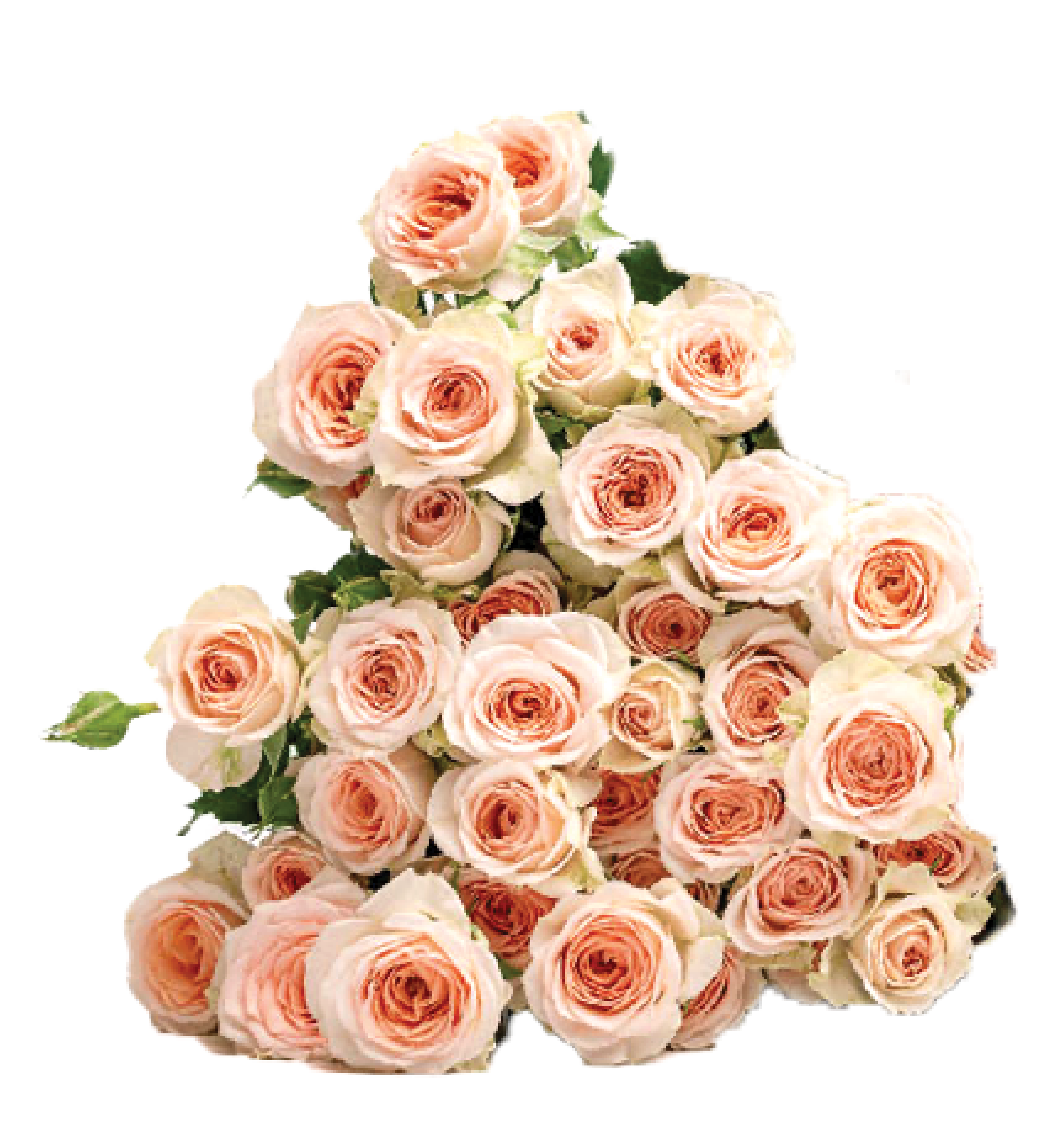 Rose 5