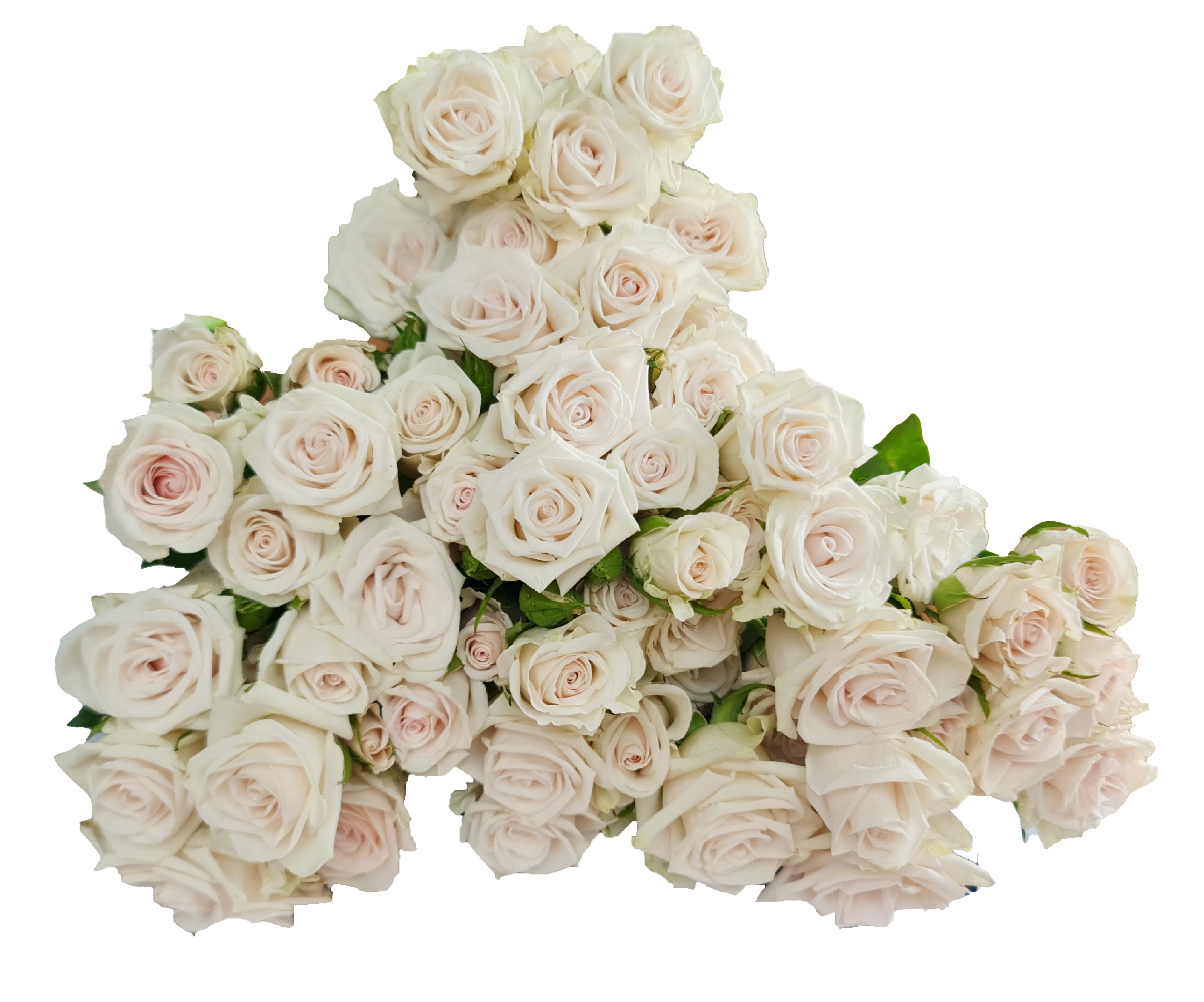 Rose 4