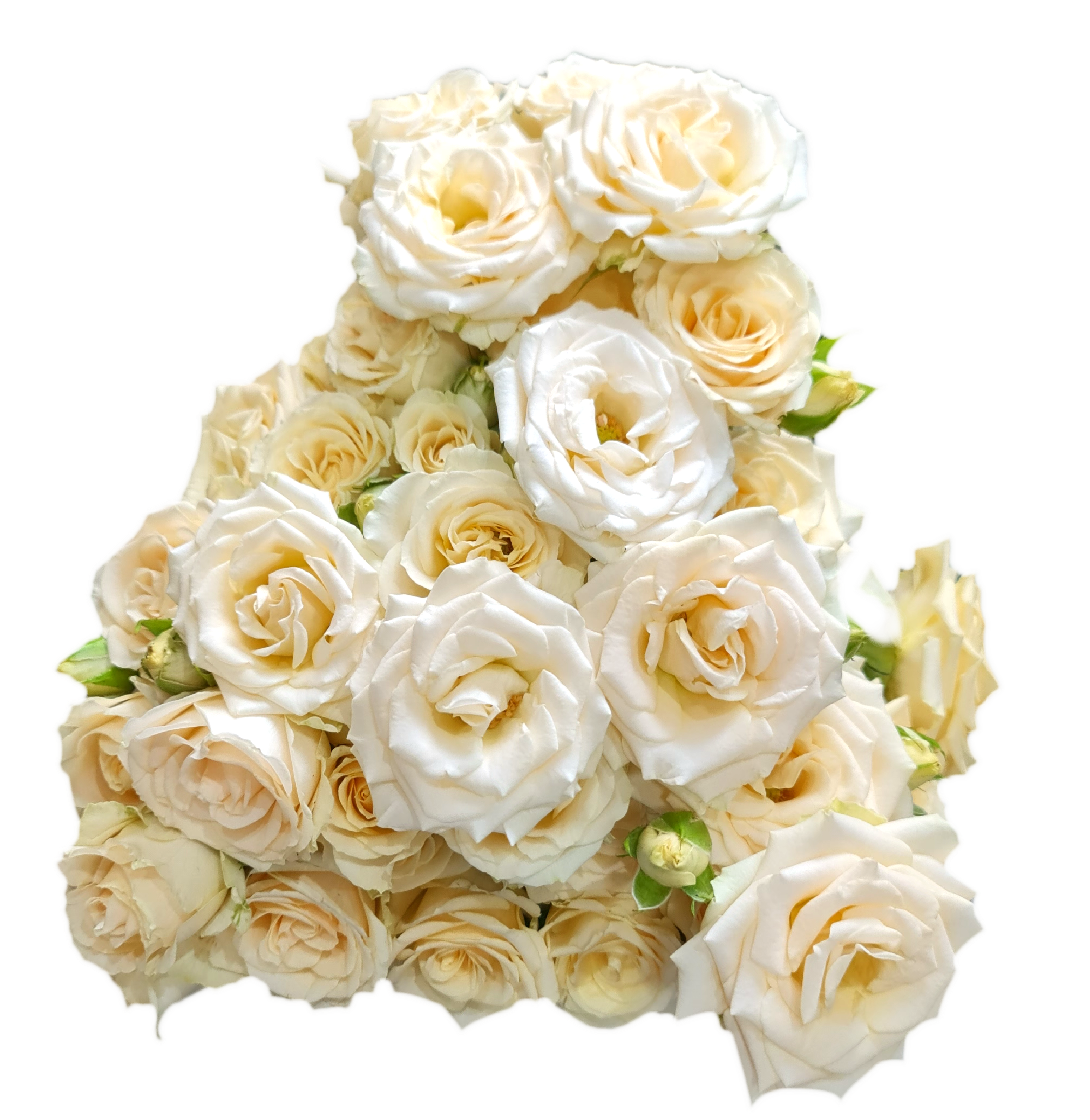 Rose 6