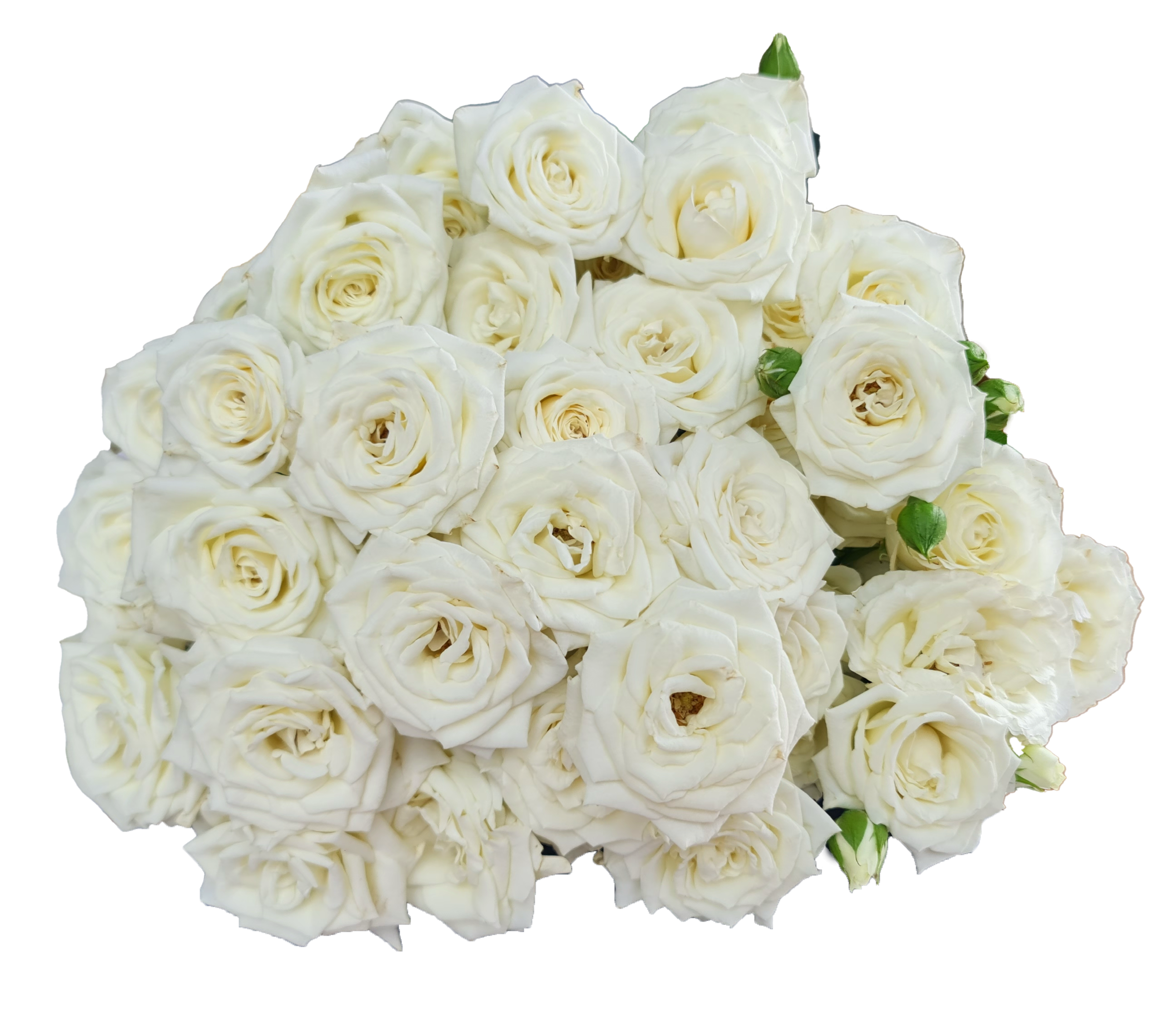 Rose 4