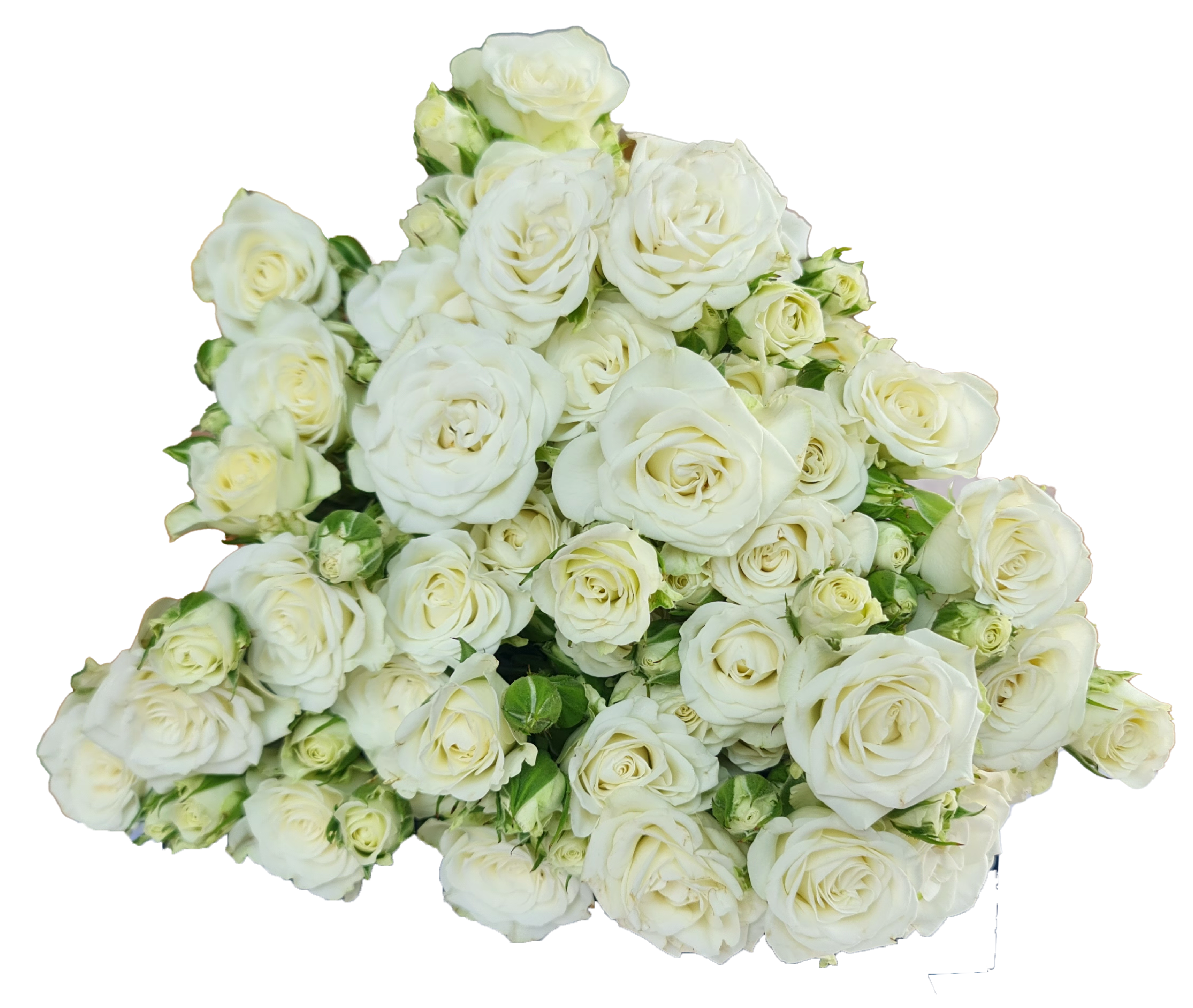 Rose 6