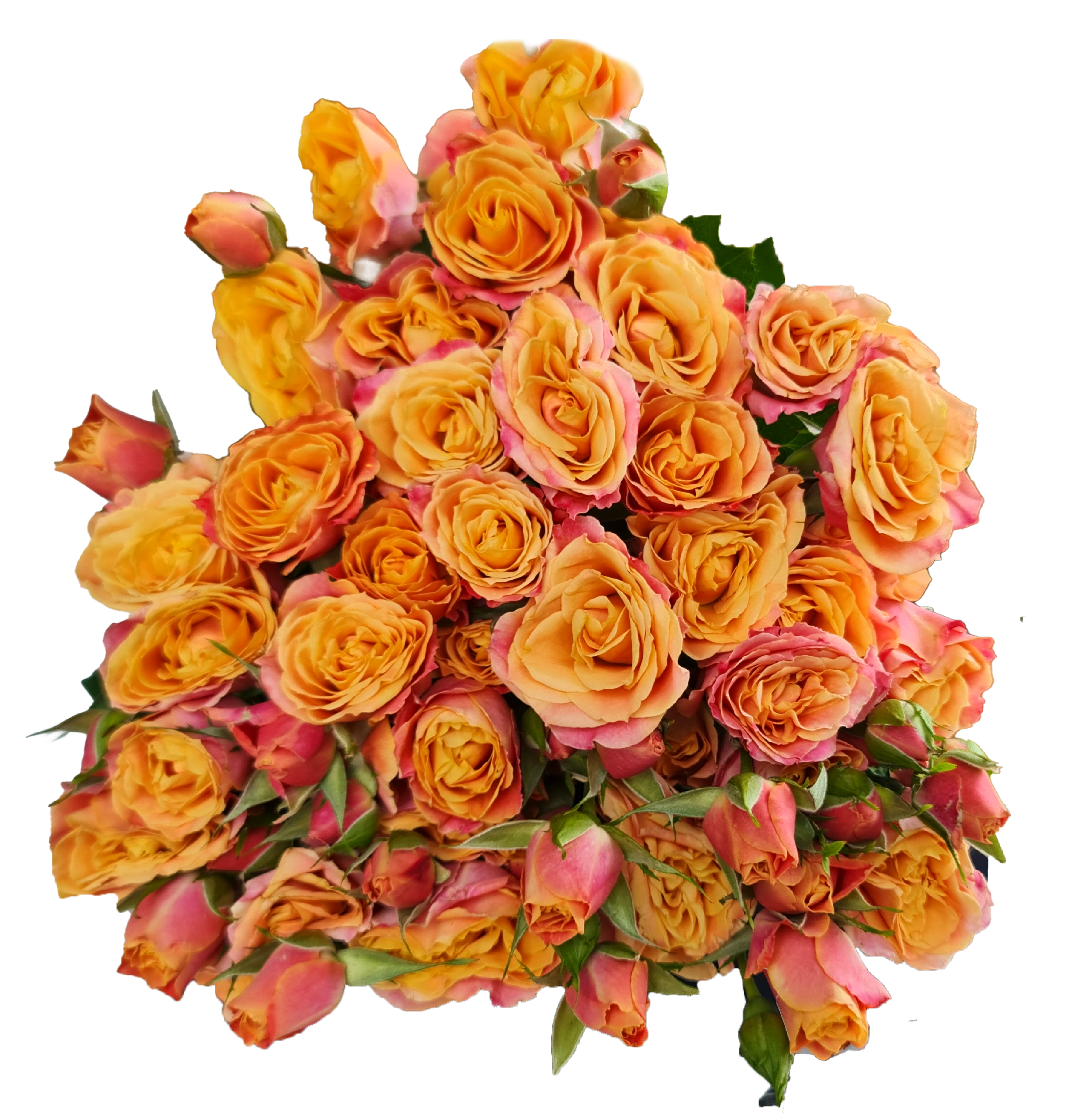 Rose 6