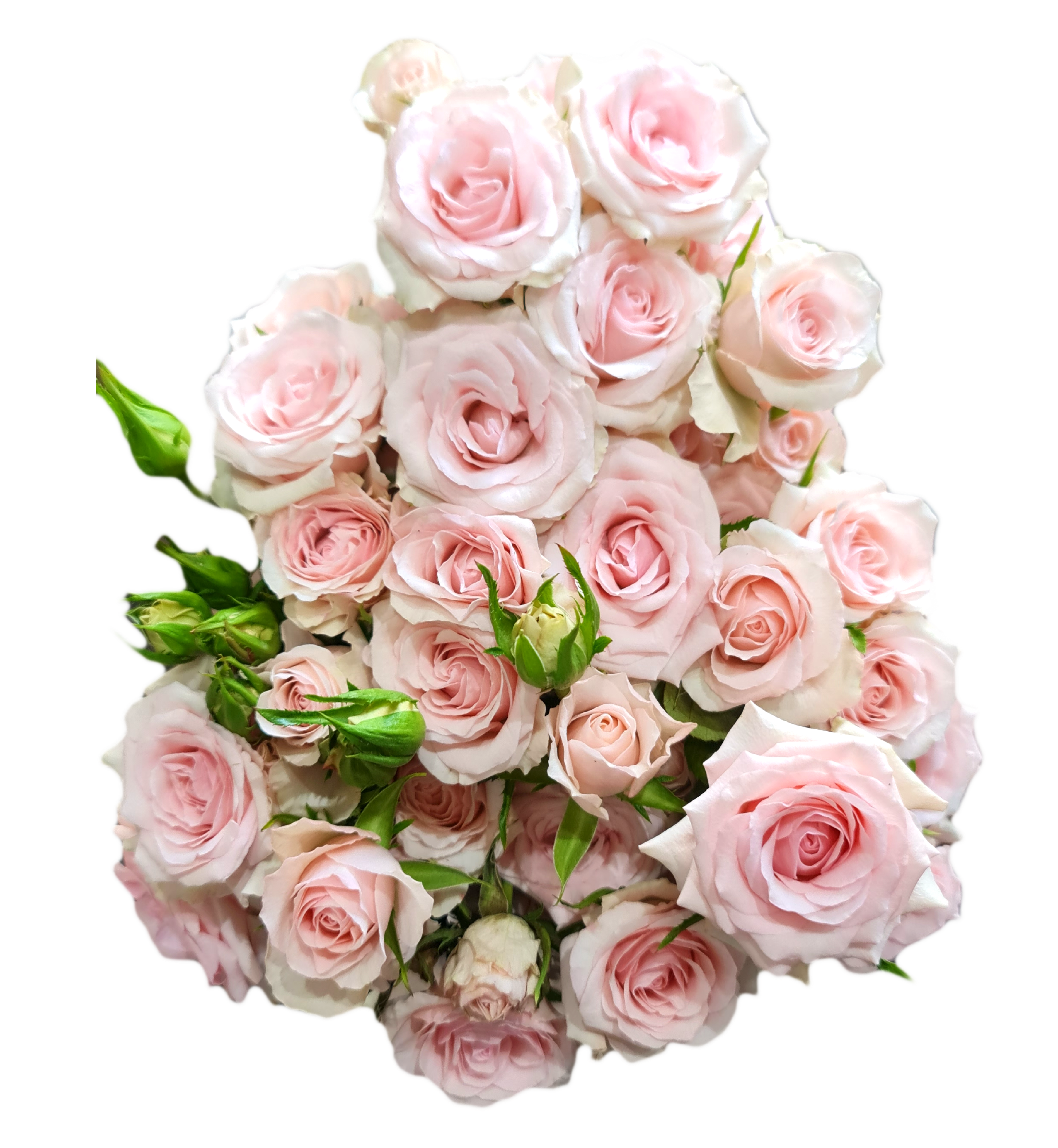 Rose 3